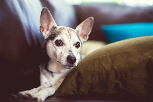 La triste mirada de un perro a un amigo