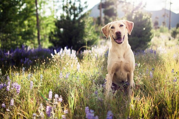 Weißer Hund bei einem Spaziergang in guter Laune