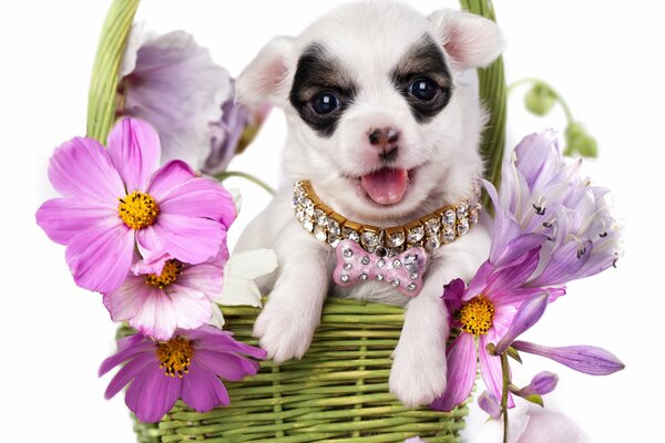 Chihuahua seduto in un cesto di fiori