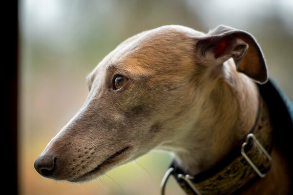 La mirada del perro que espera del dueño