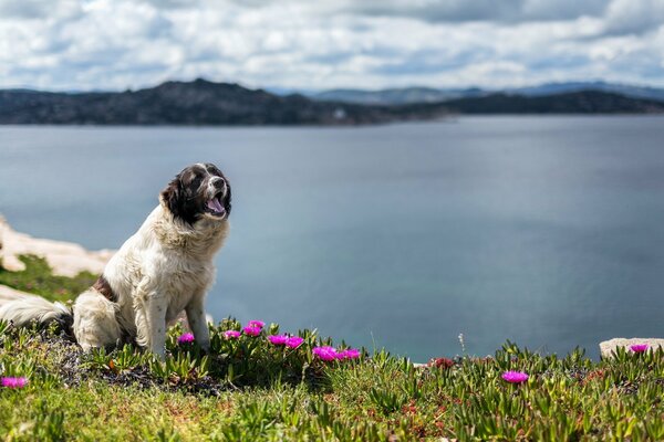 Cane in natura, fiori di rosa