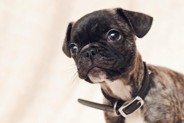 Look chiot dans un collier noir