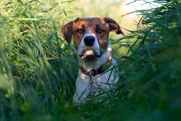 Hunting dog in the tall grass