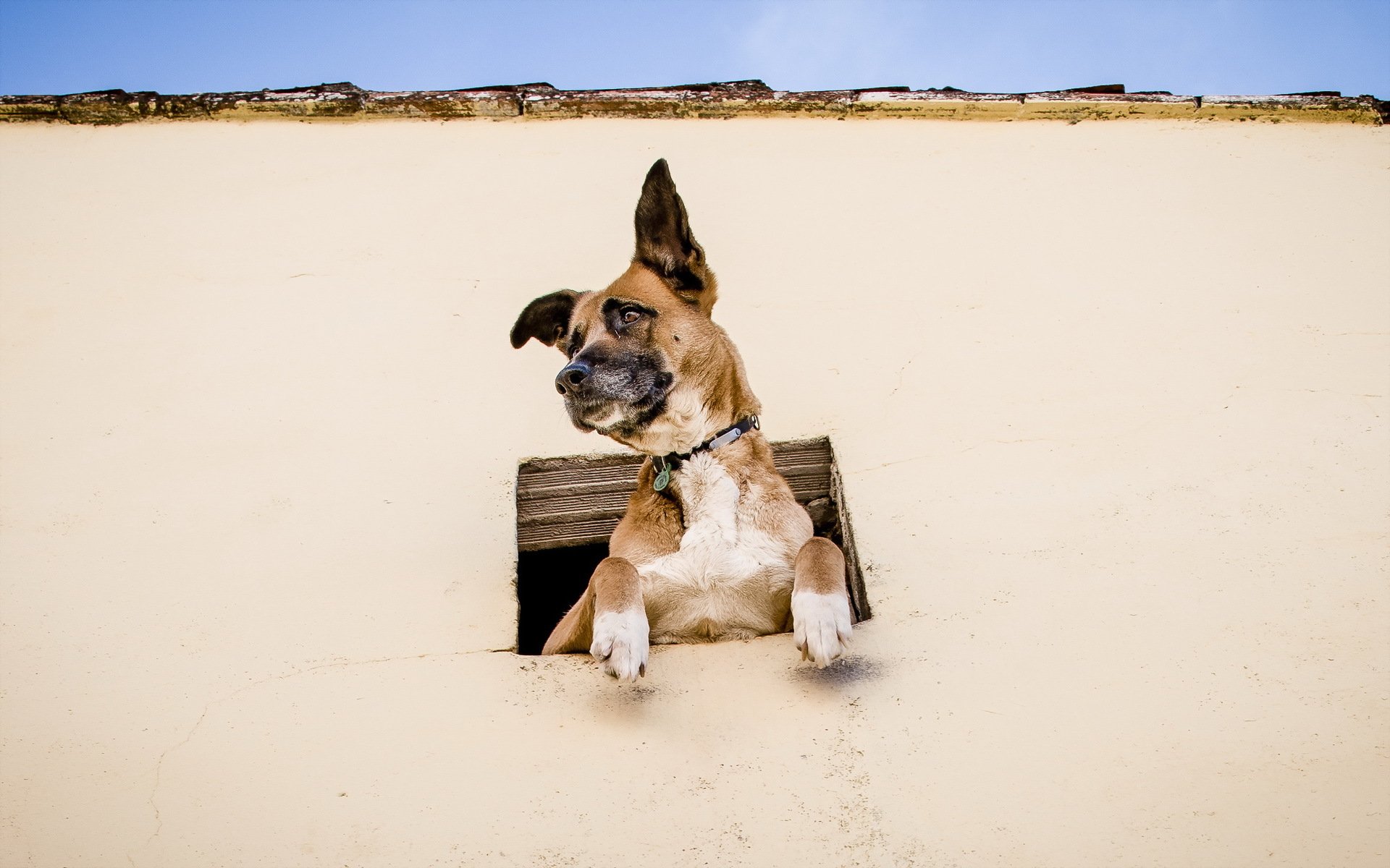 chien vue ami fenêtre