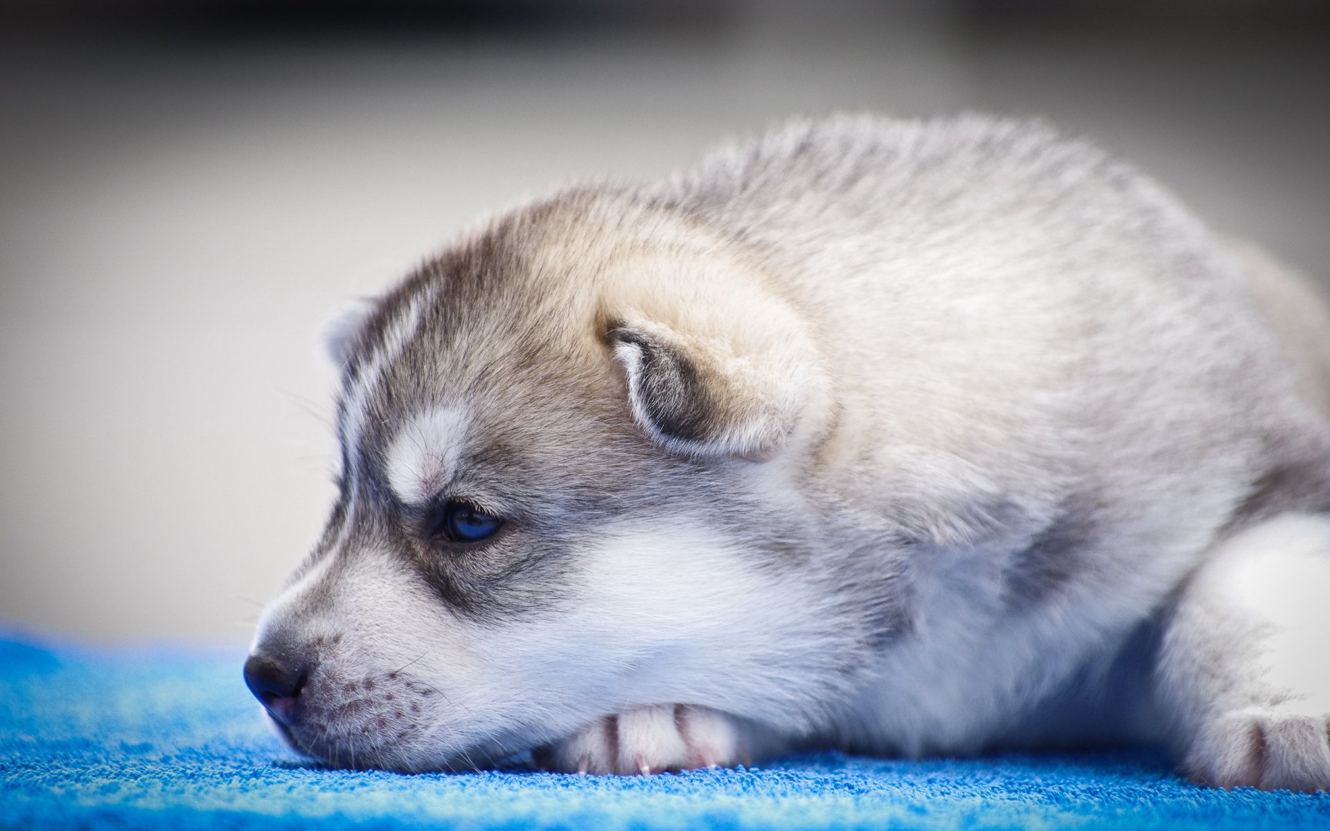 hund blick freund welpe