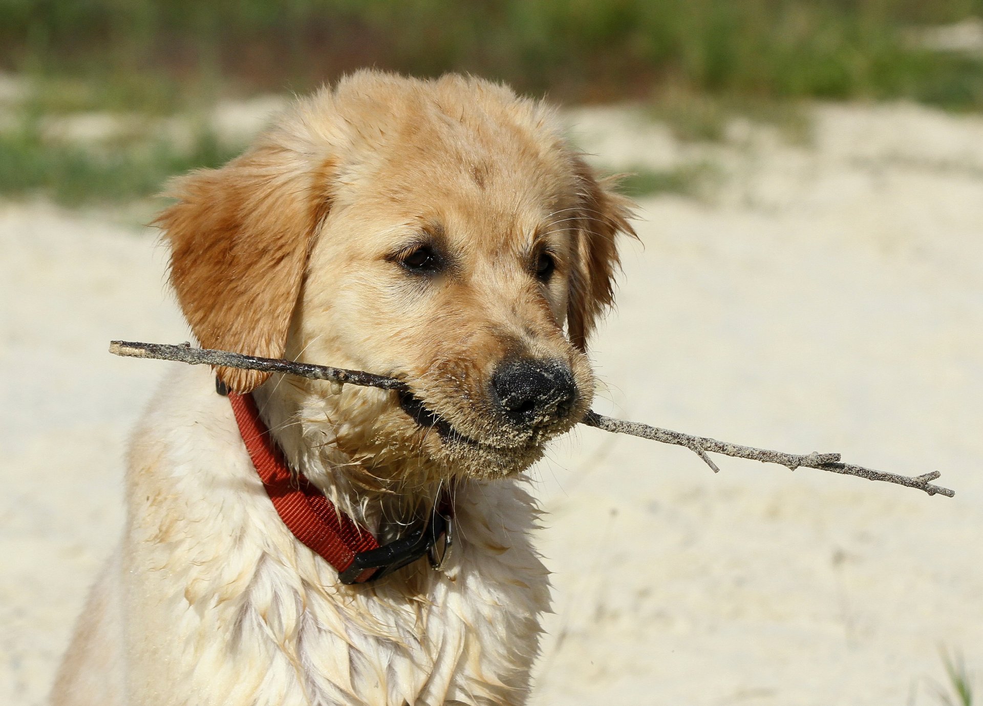 vue nez sable brindille chien