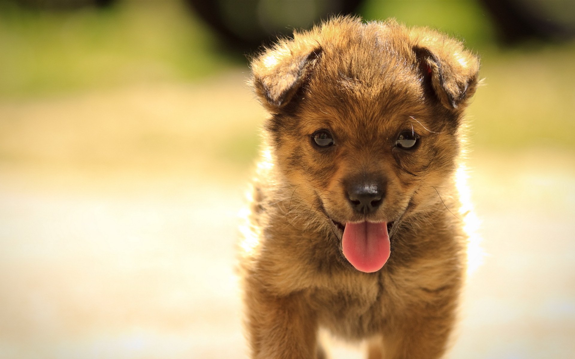 cane cucciolo estate