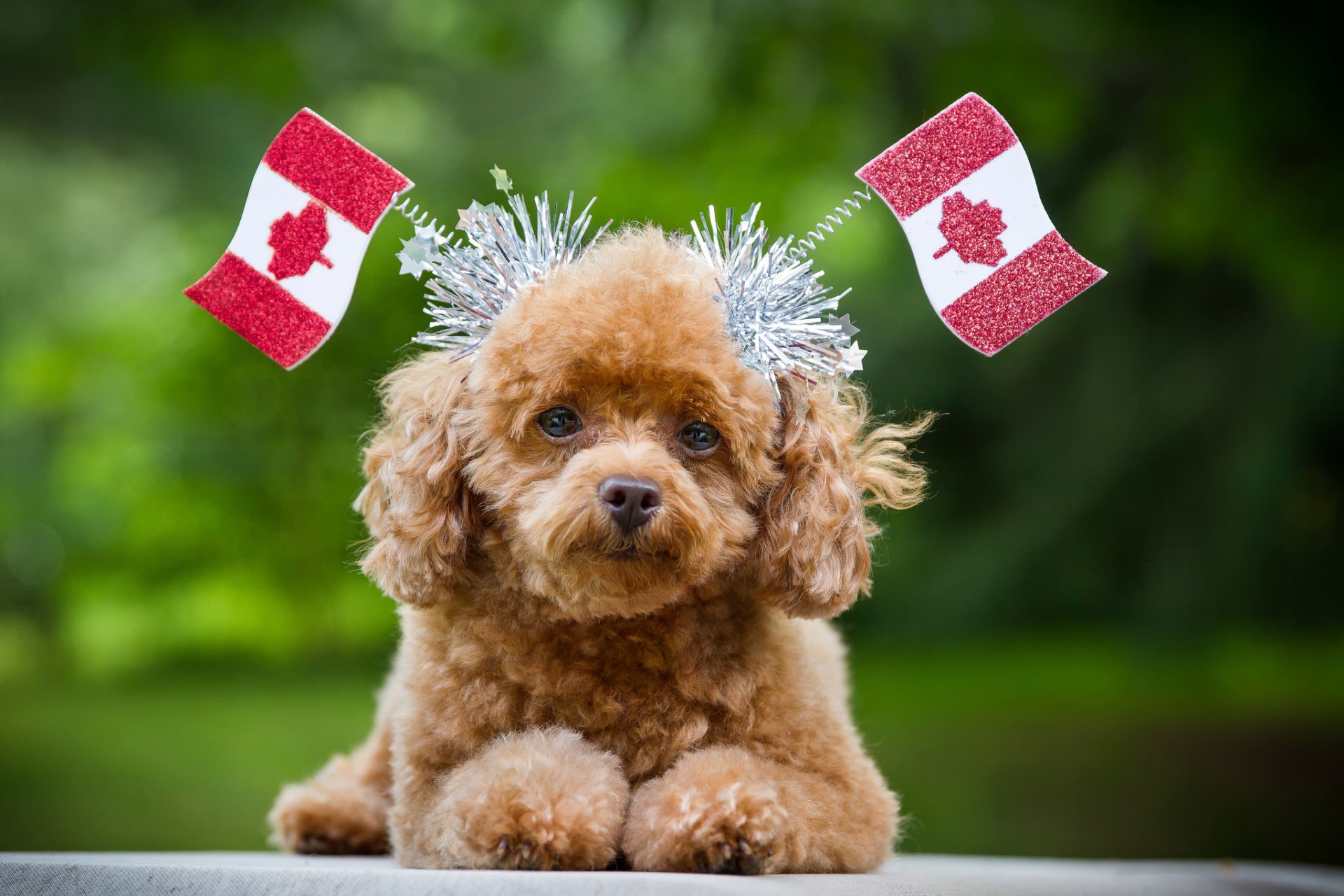 chien vue drapeaux canada