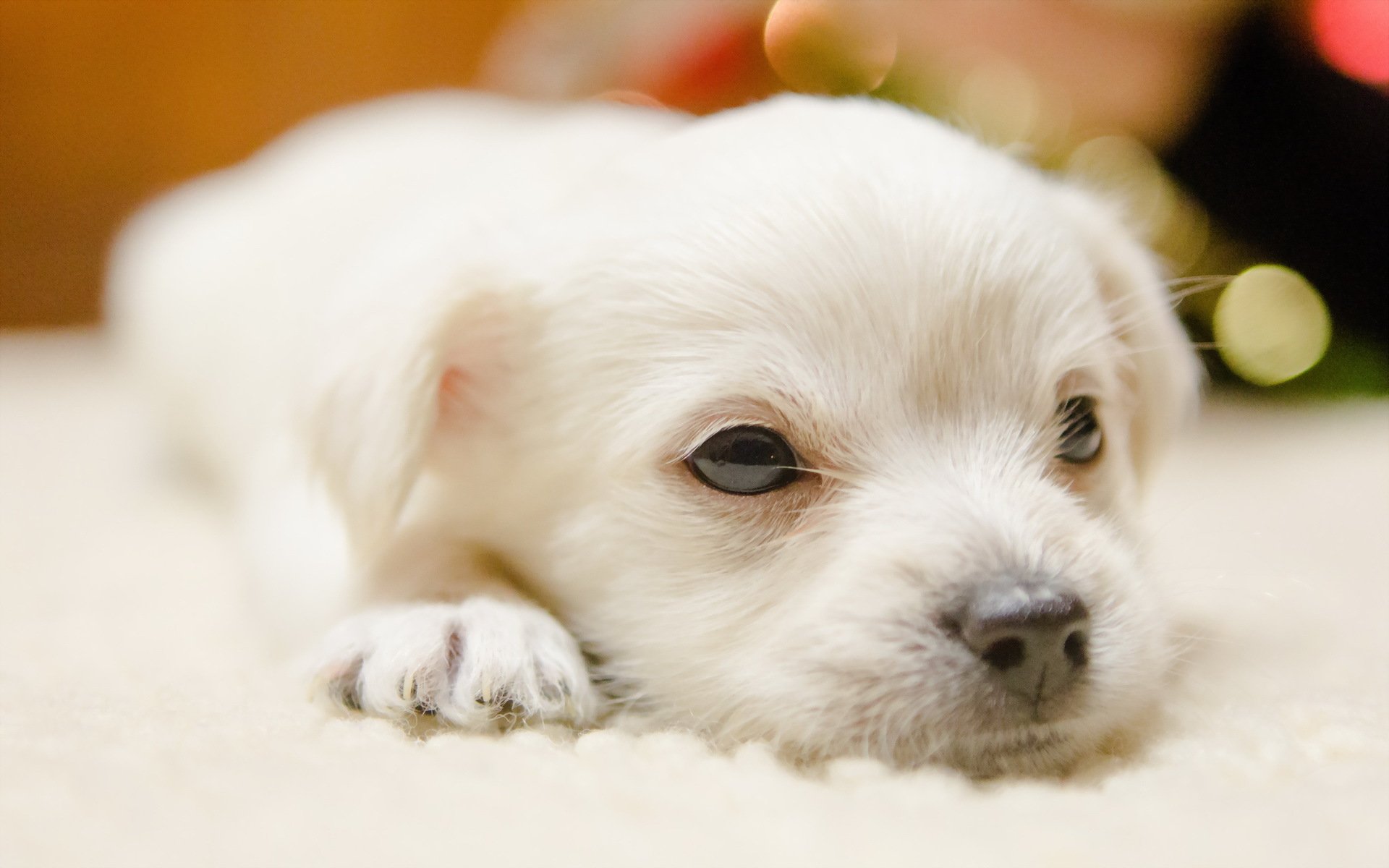 perro cachorro fondo