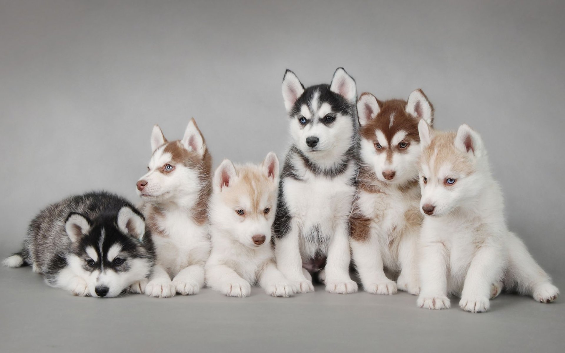 dogs puppies husky