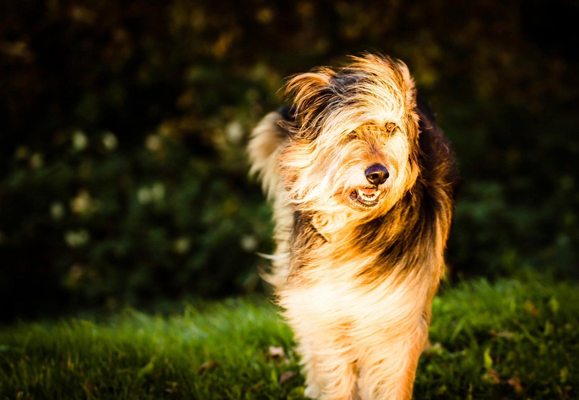 amigo mirada viento perro