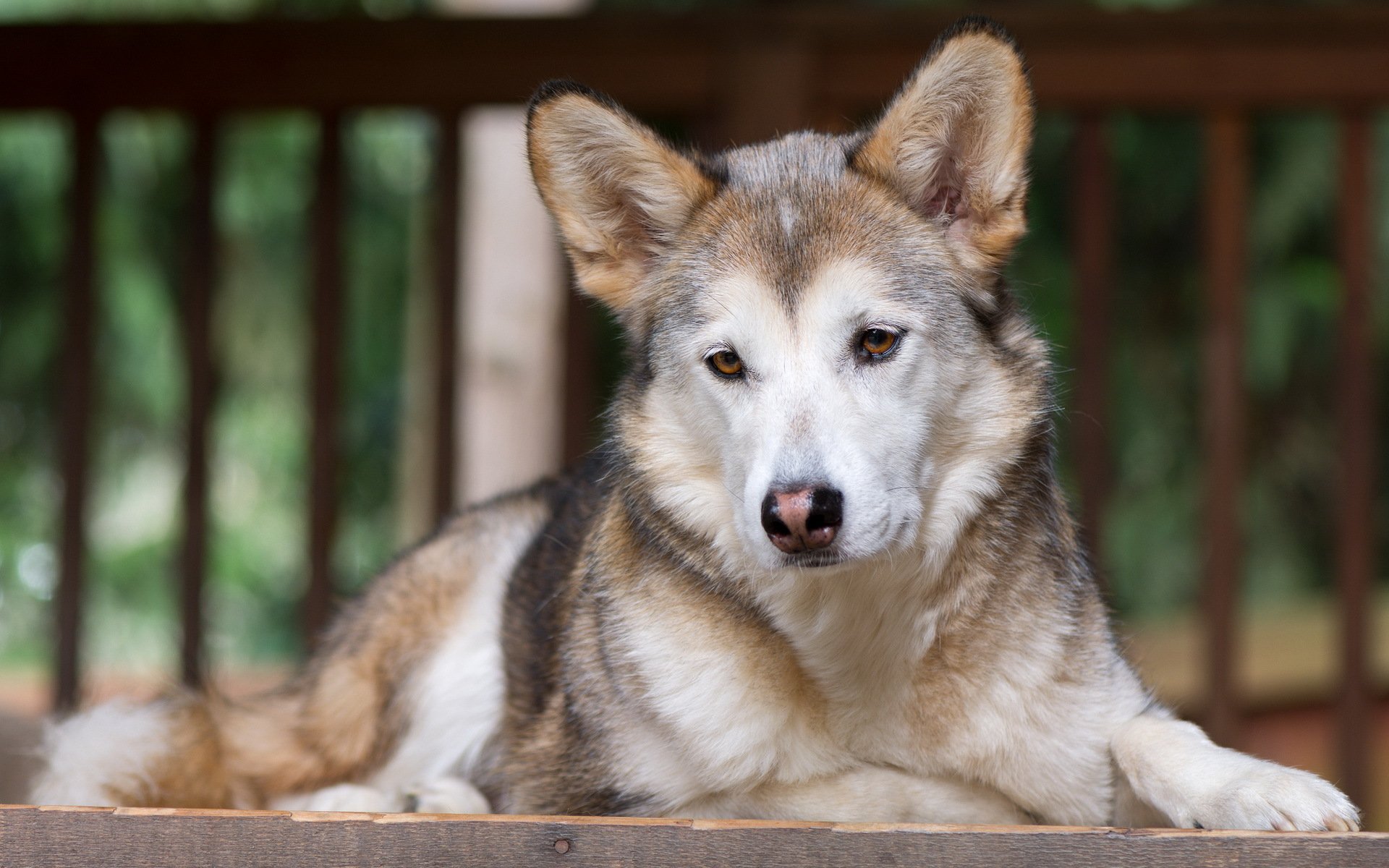 chien regard ami