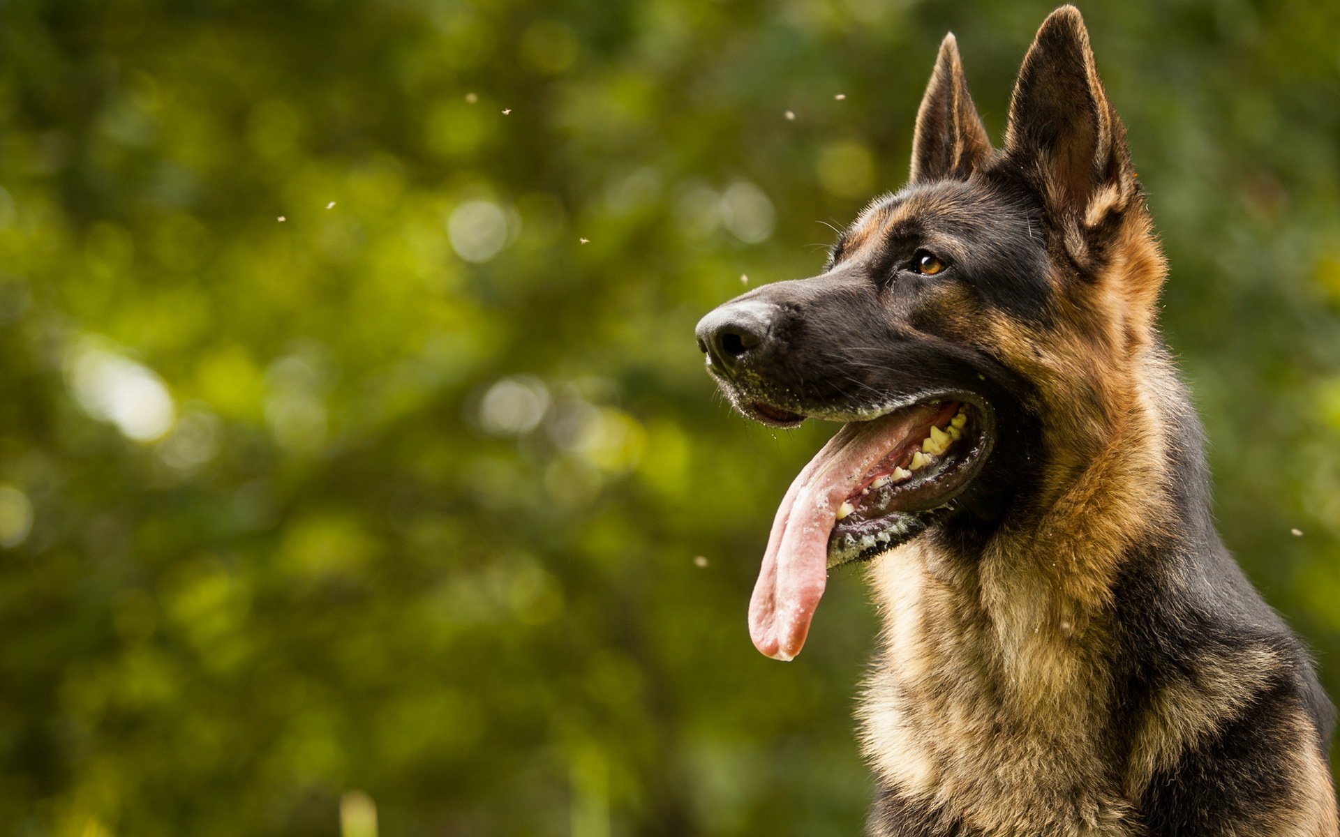 chien regard ami