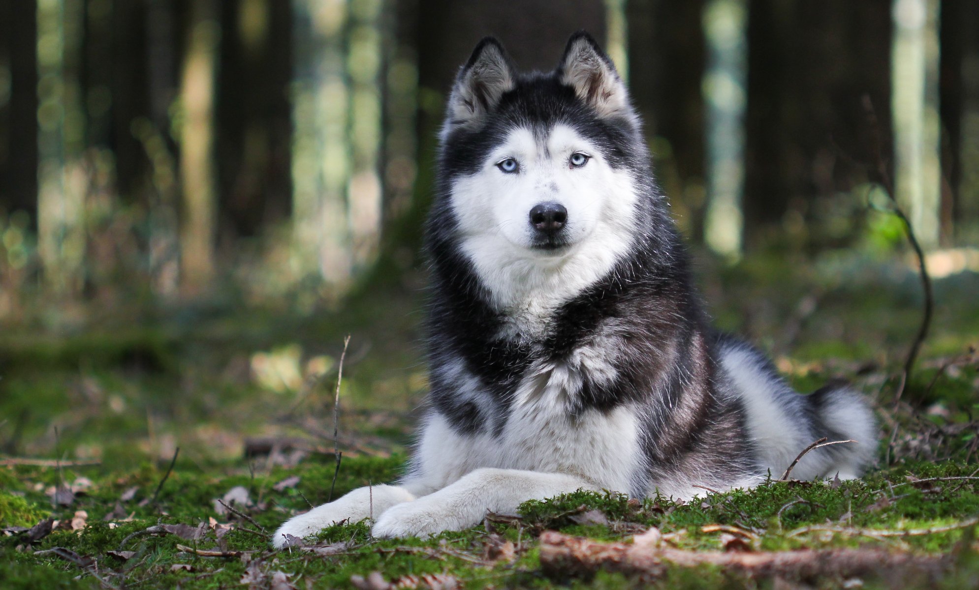 animals dog husky breed . view ears feet nature