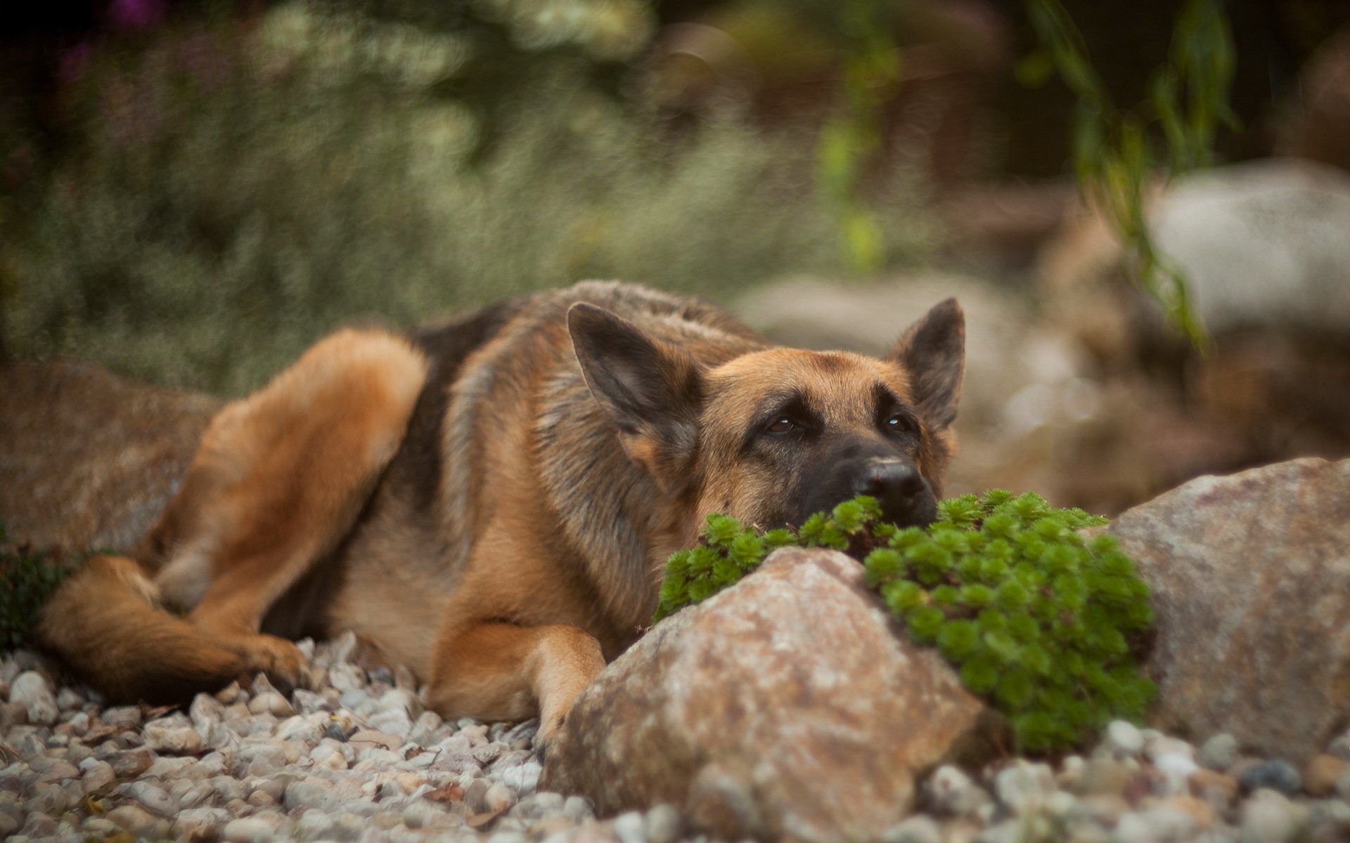 chien regard ami