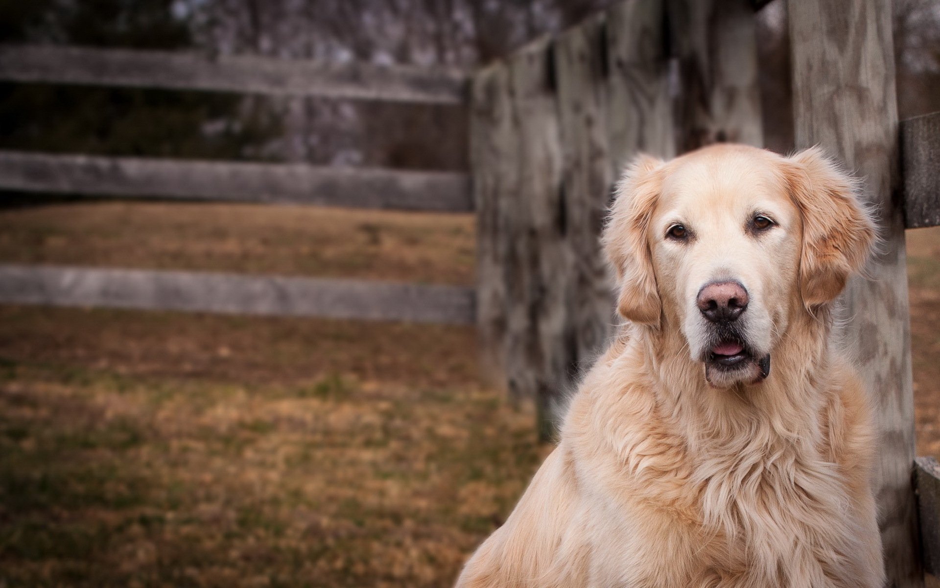 perro amigo mirada