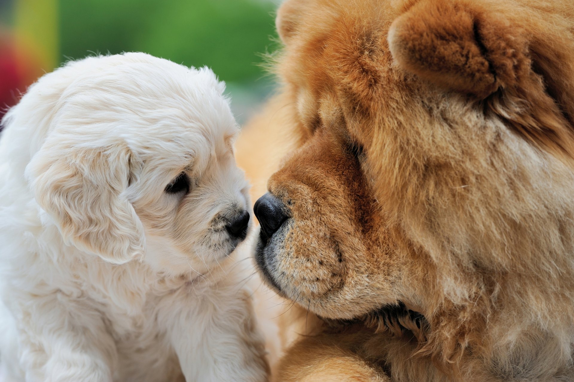 cani cucciolo chow chow conoscenza