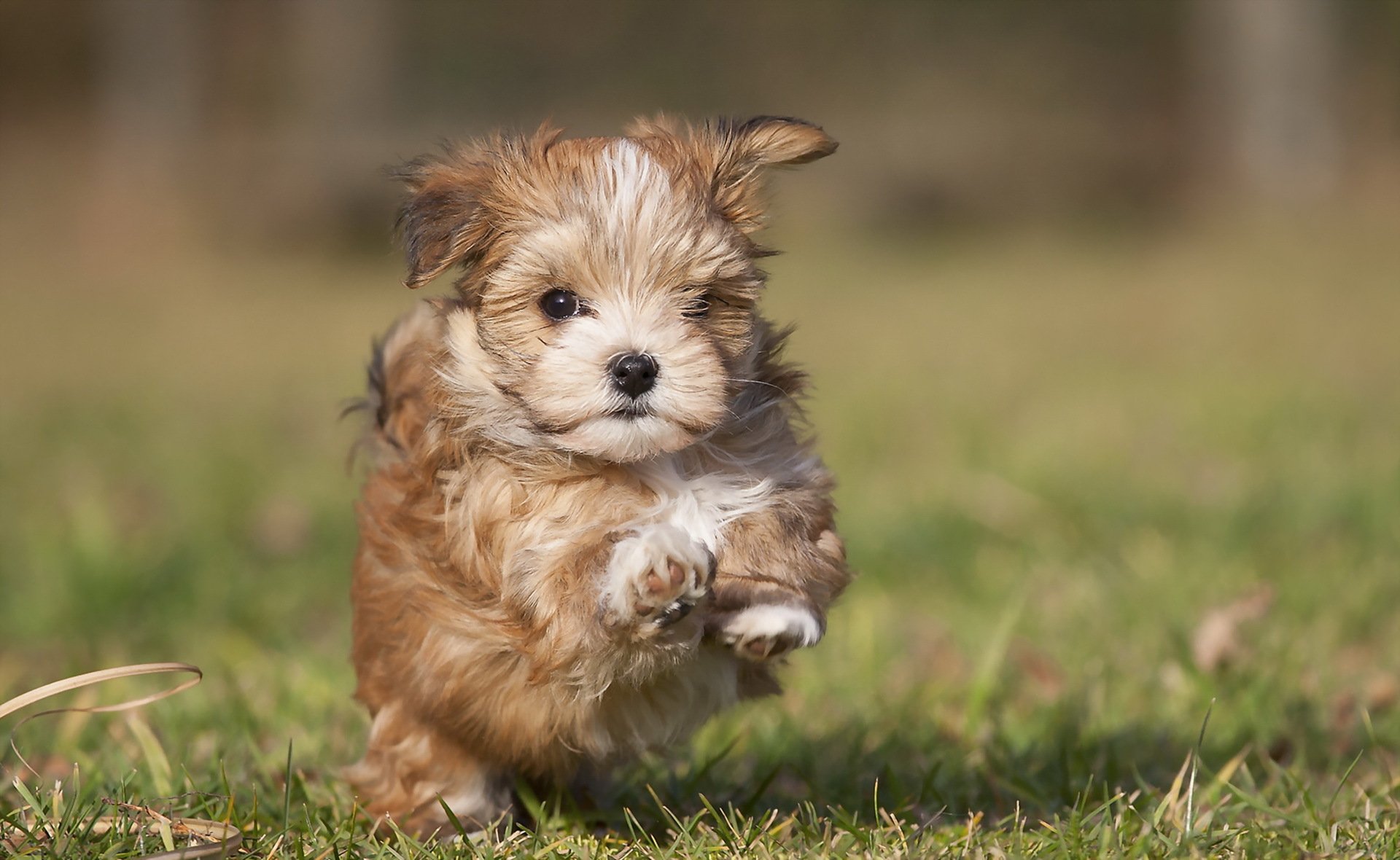 cucciolo erba cane