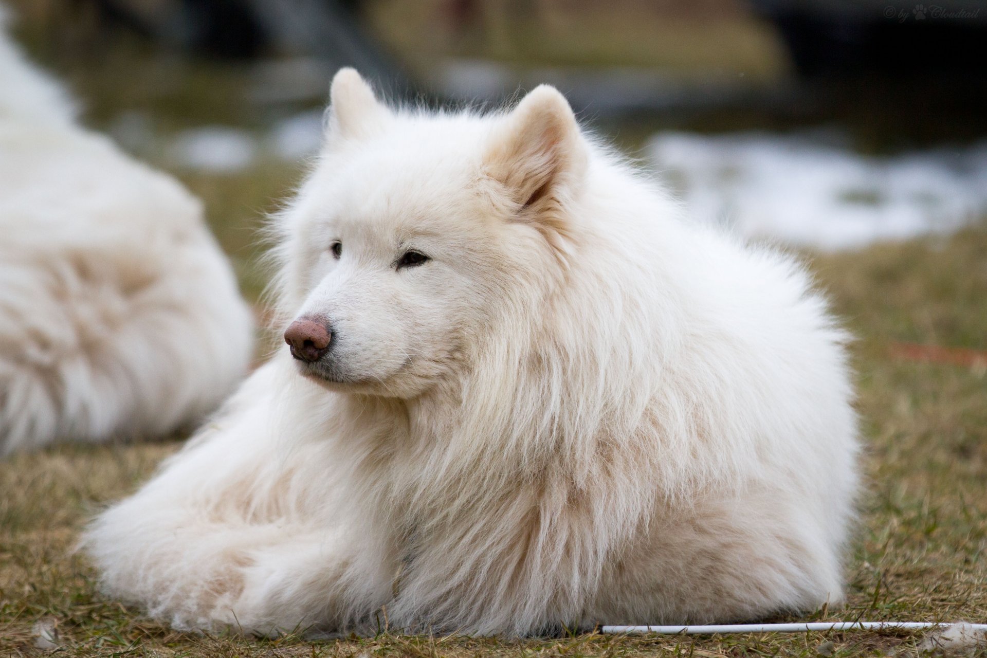 perro samoyedo laika