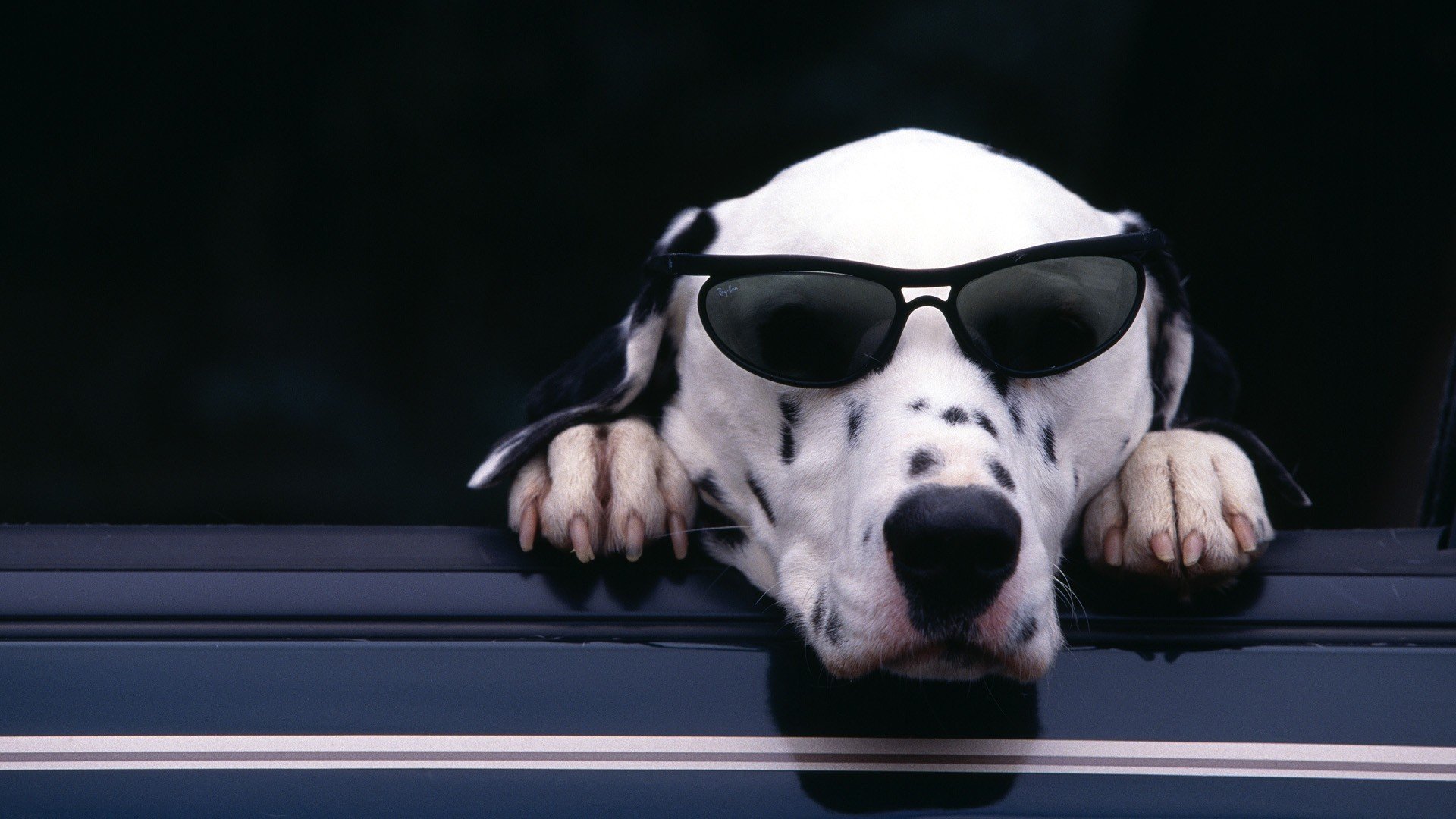 dalmatien lunettes museau griffes pattes