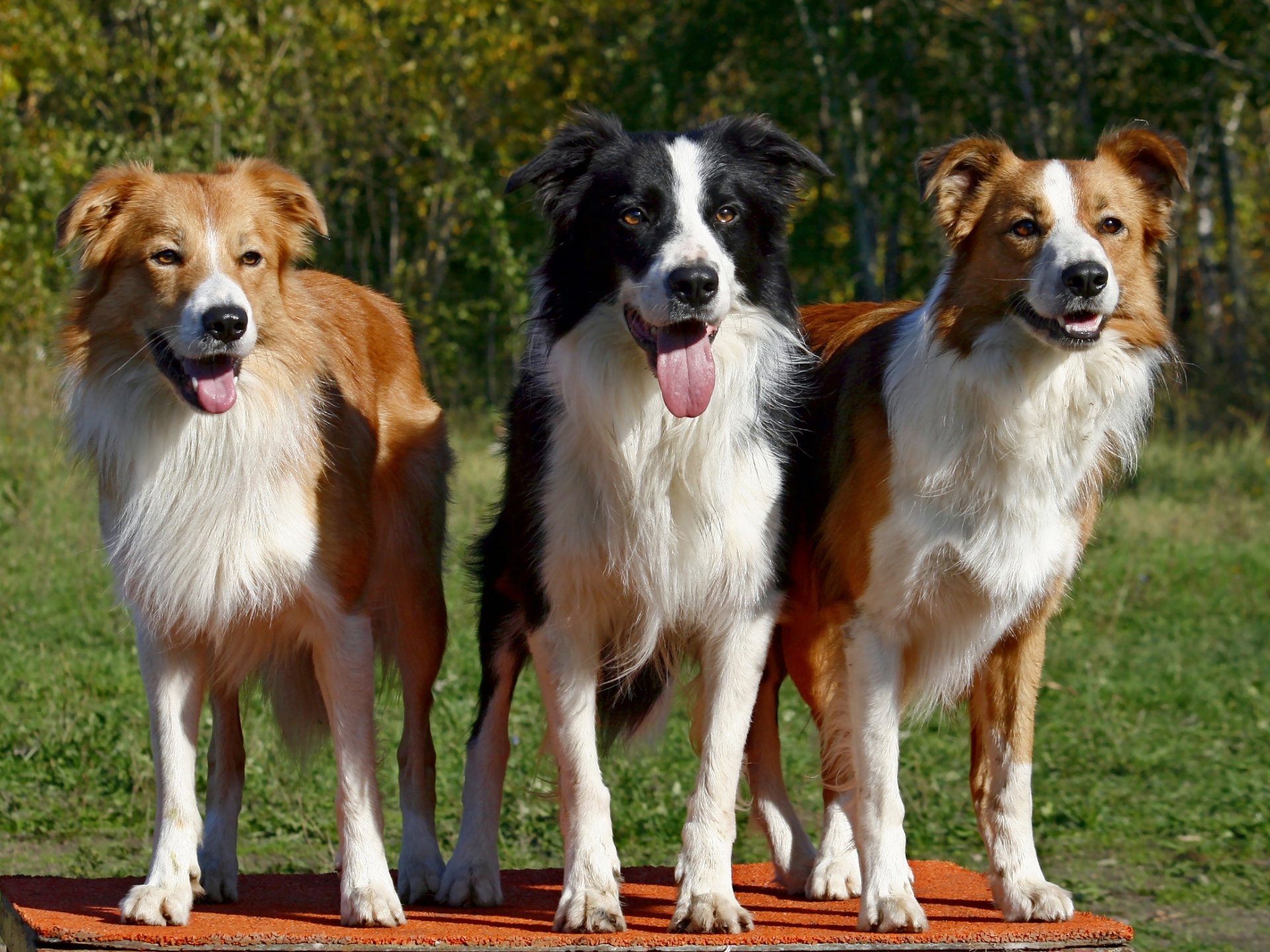 cane border collie