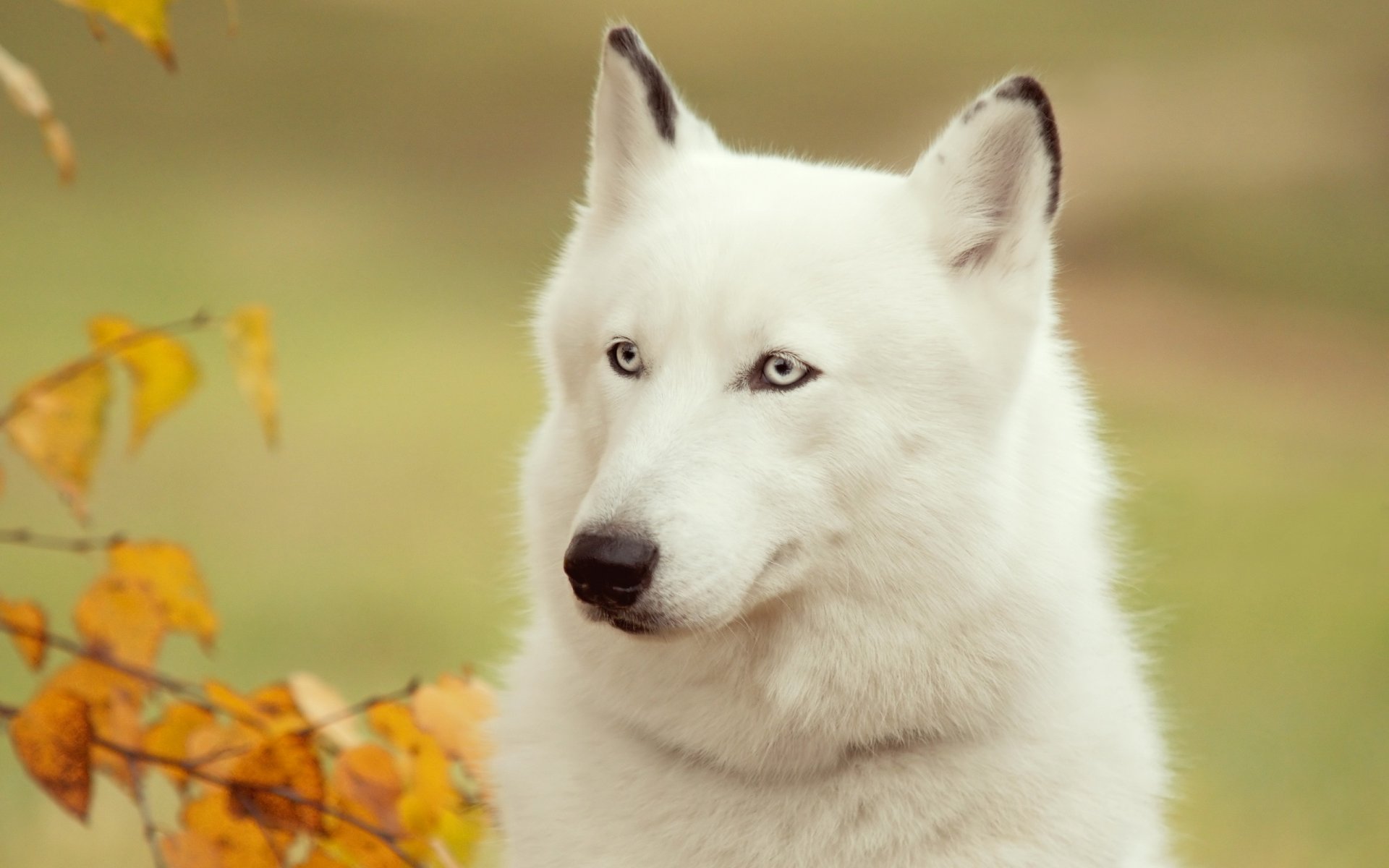 perro husky amigo