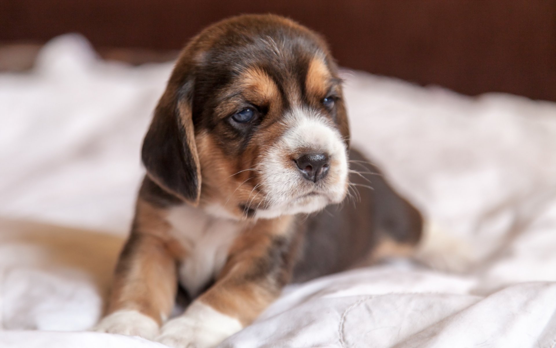 dog puppy beagle