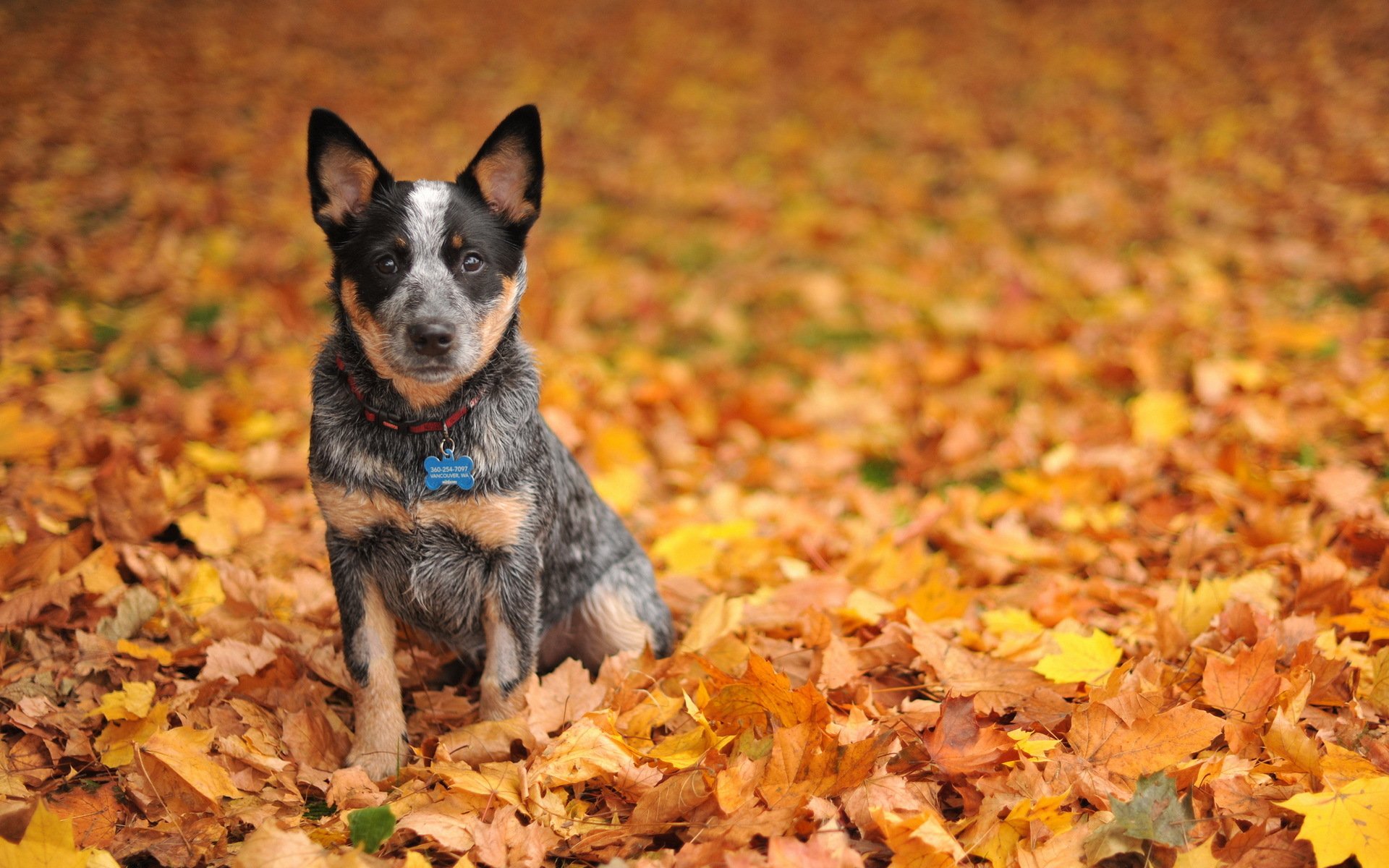 cane amico autunno