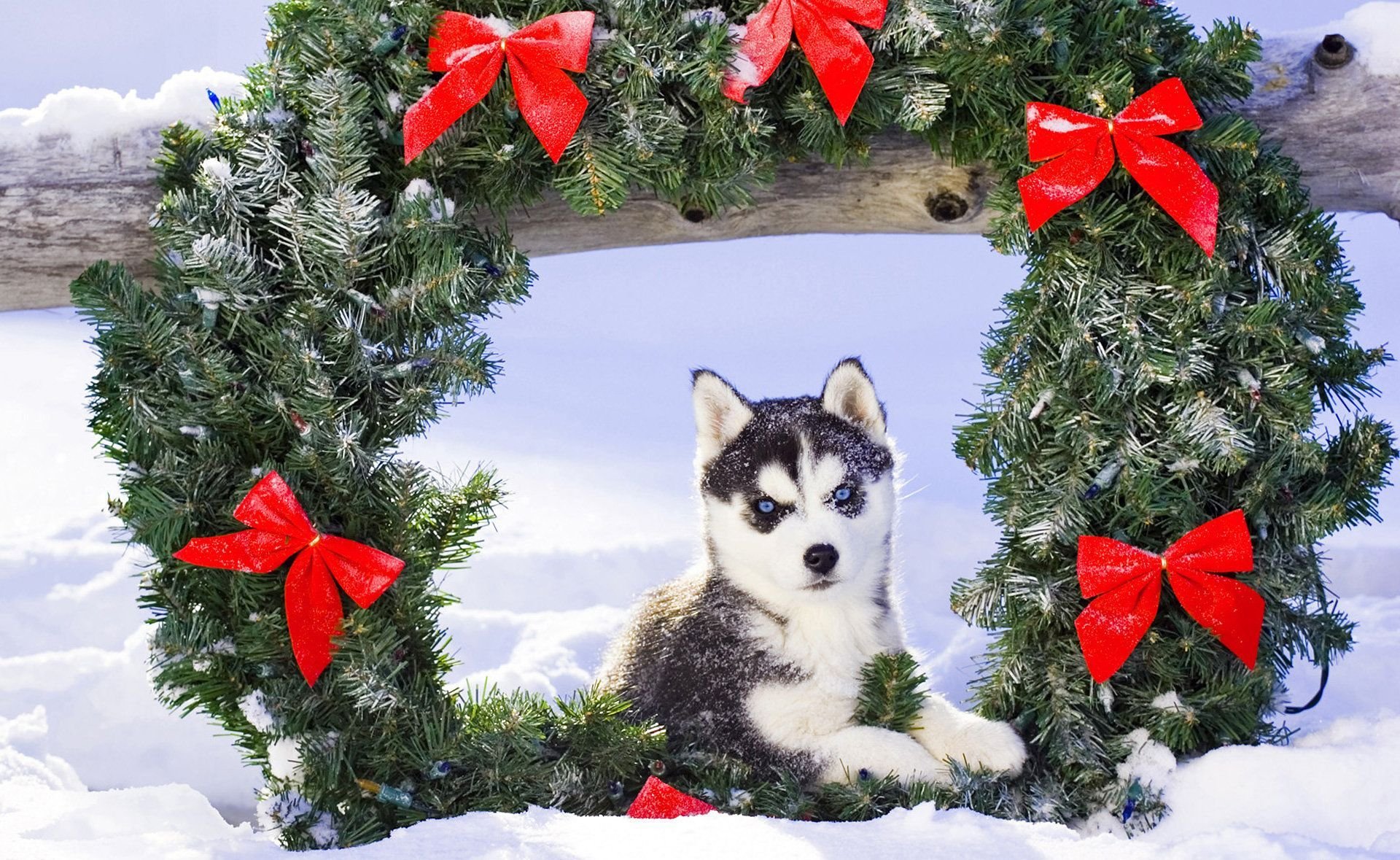 puppy husk snow christma