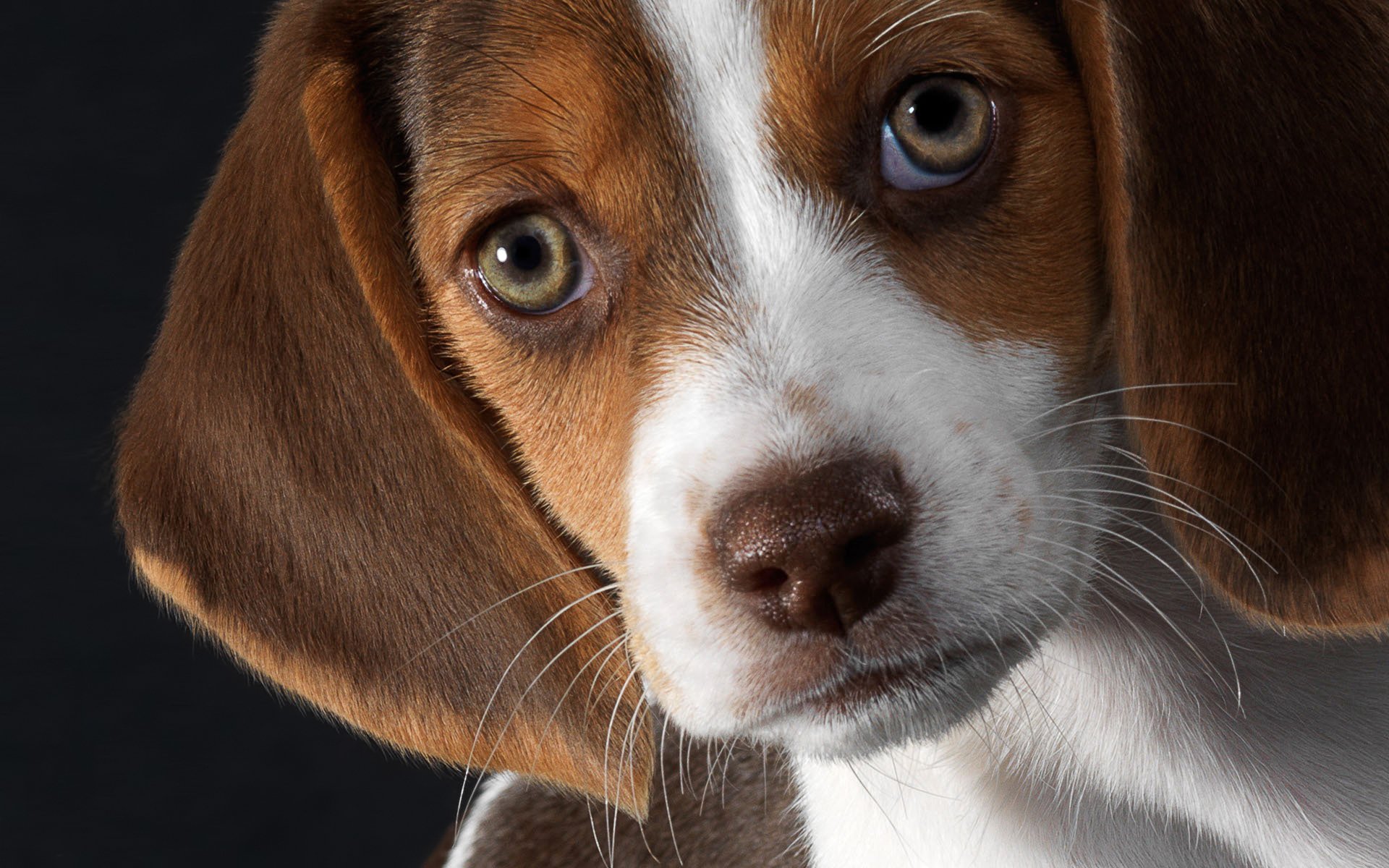 beagle puppy other