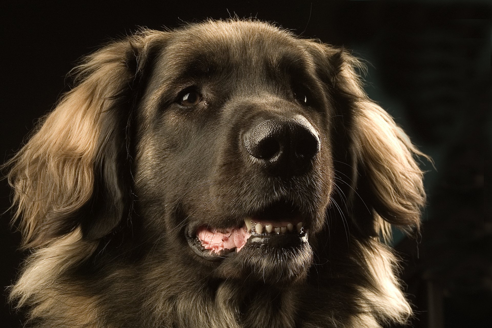 hund leonberger schnauze augen