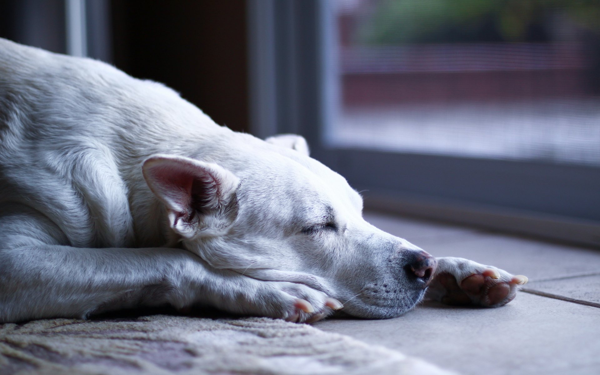 perro guardián amigo descanso