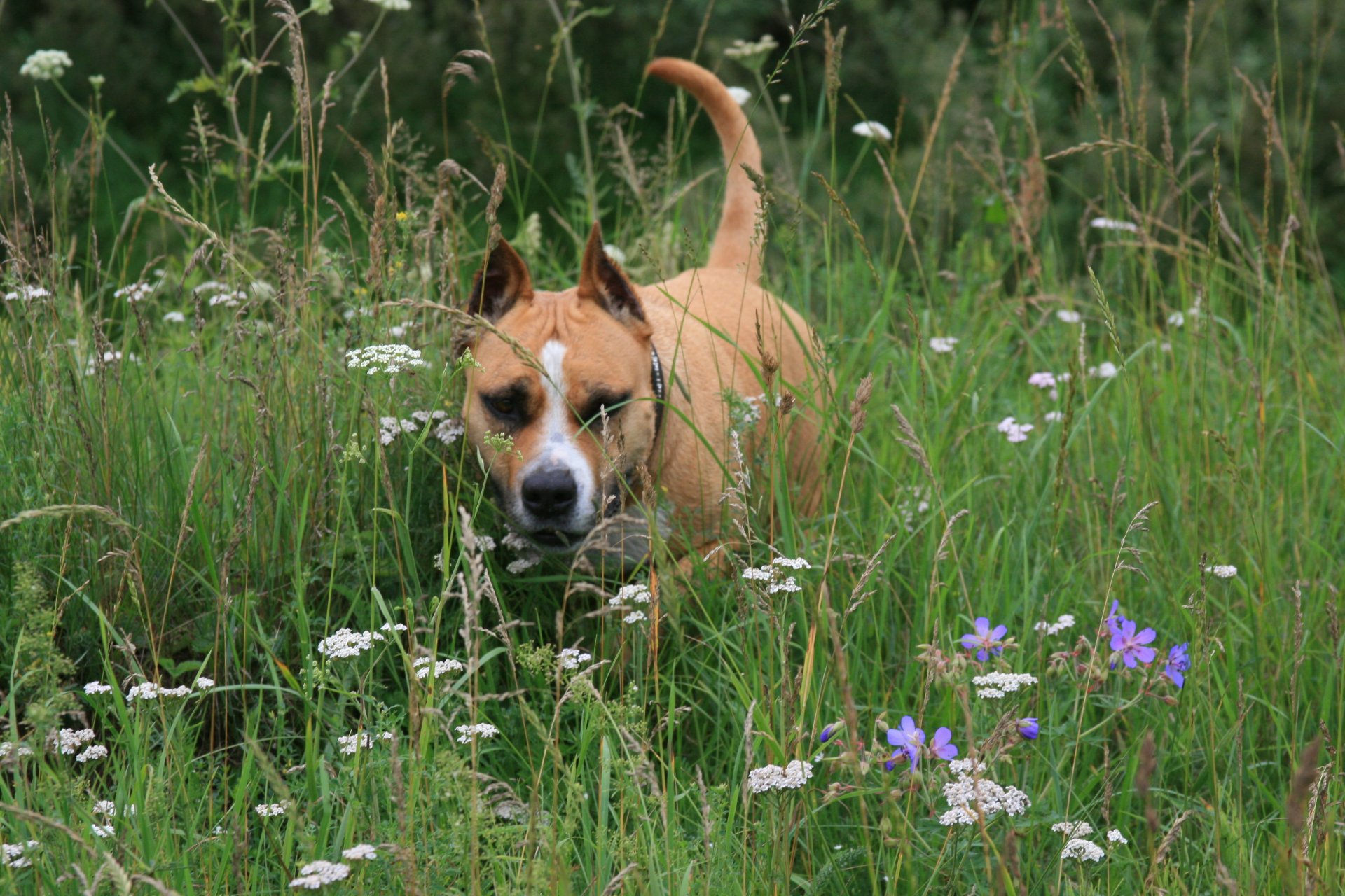 perros perro stafortsky terrier verano flores caminar vacaciones estado de ánimo