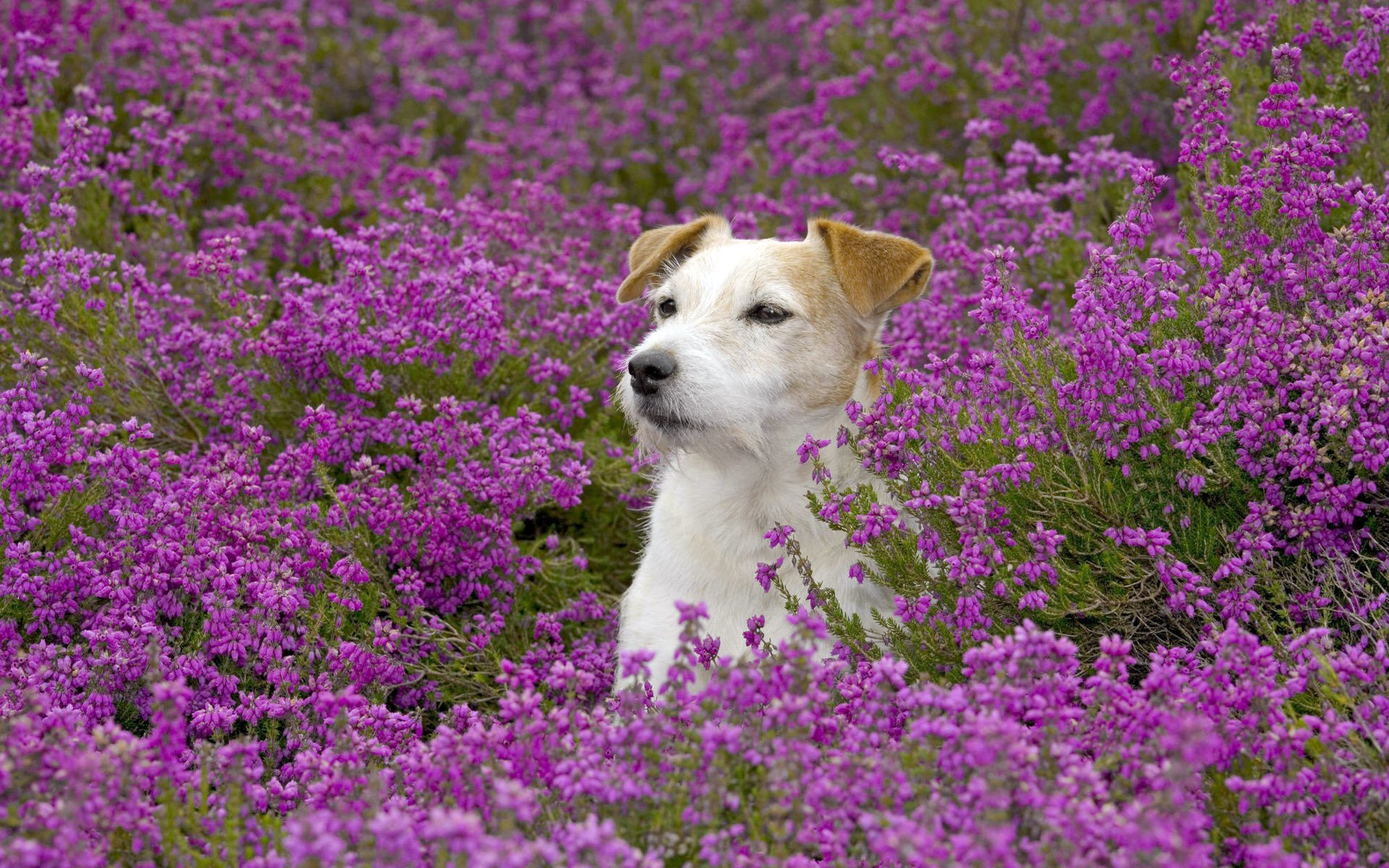 feld blumen