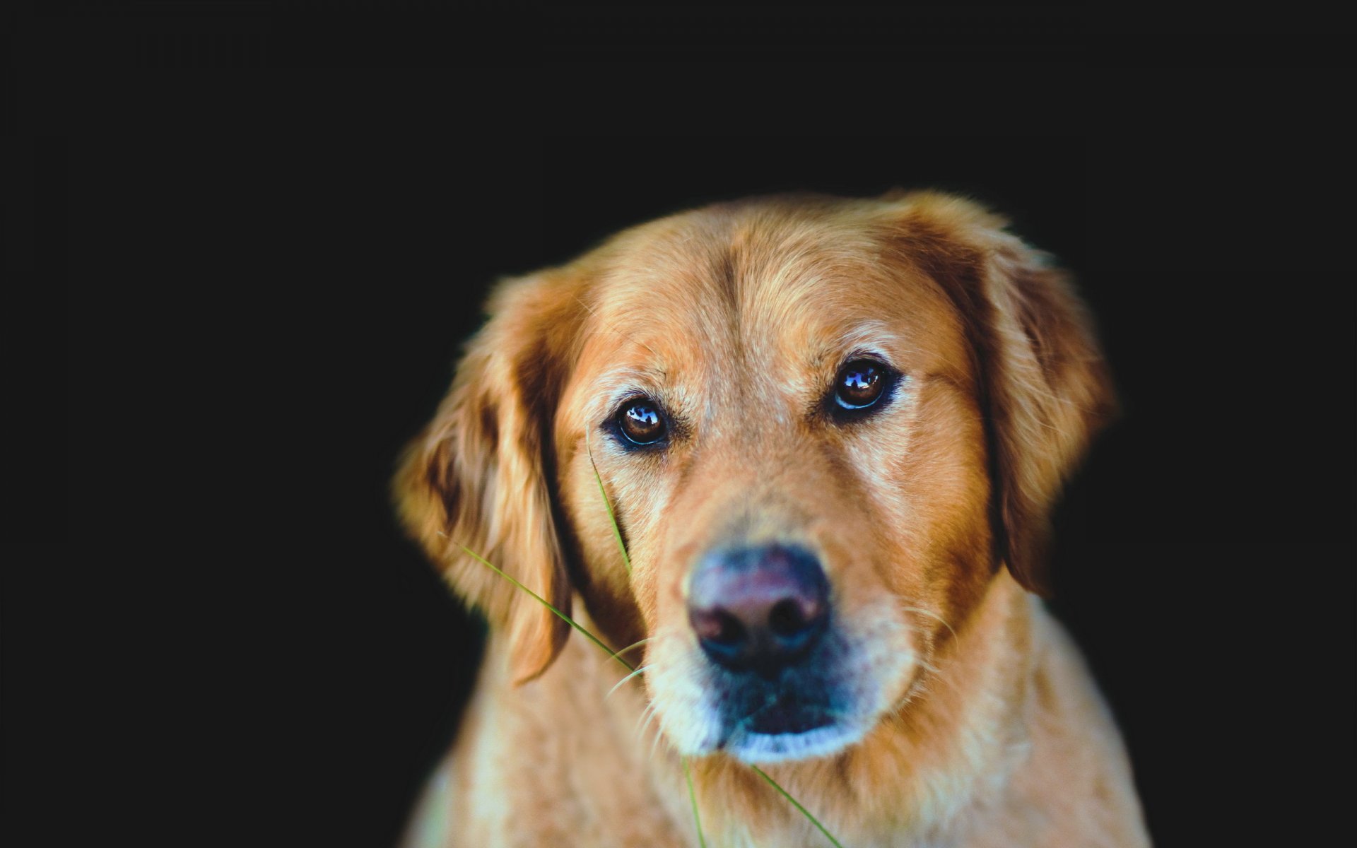 perro mirada amigo