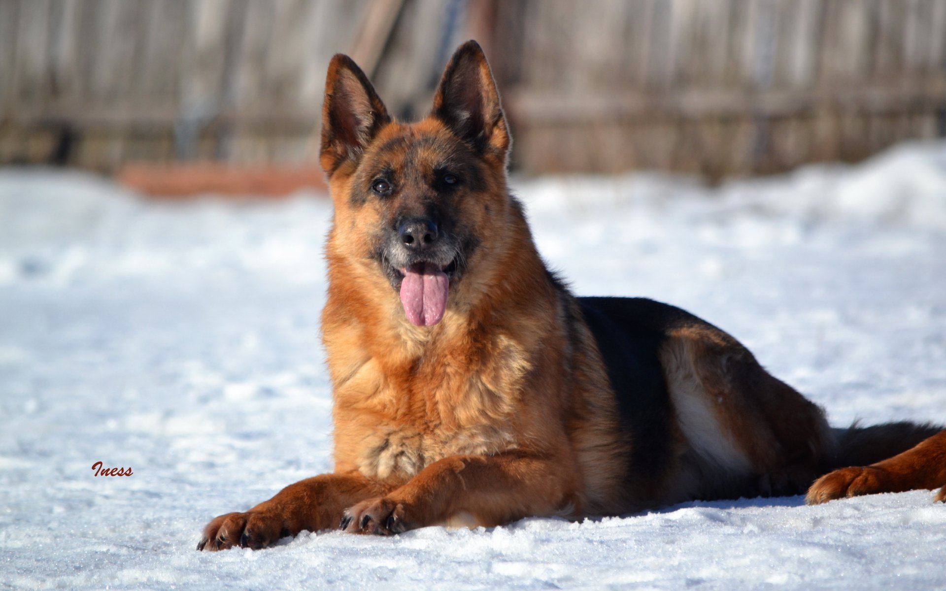 hund blick freund