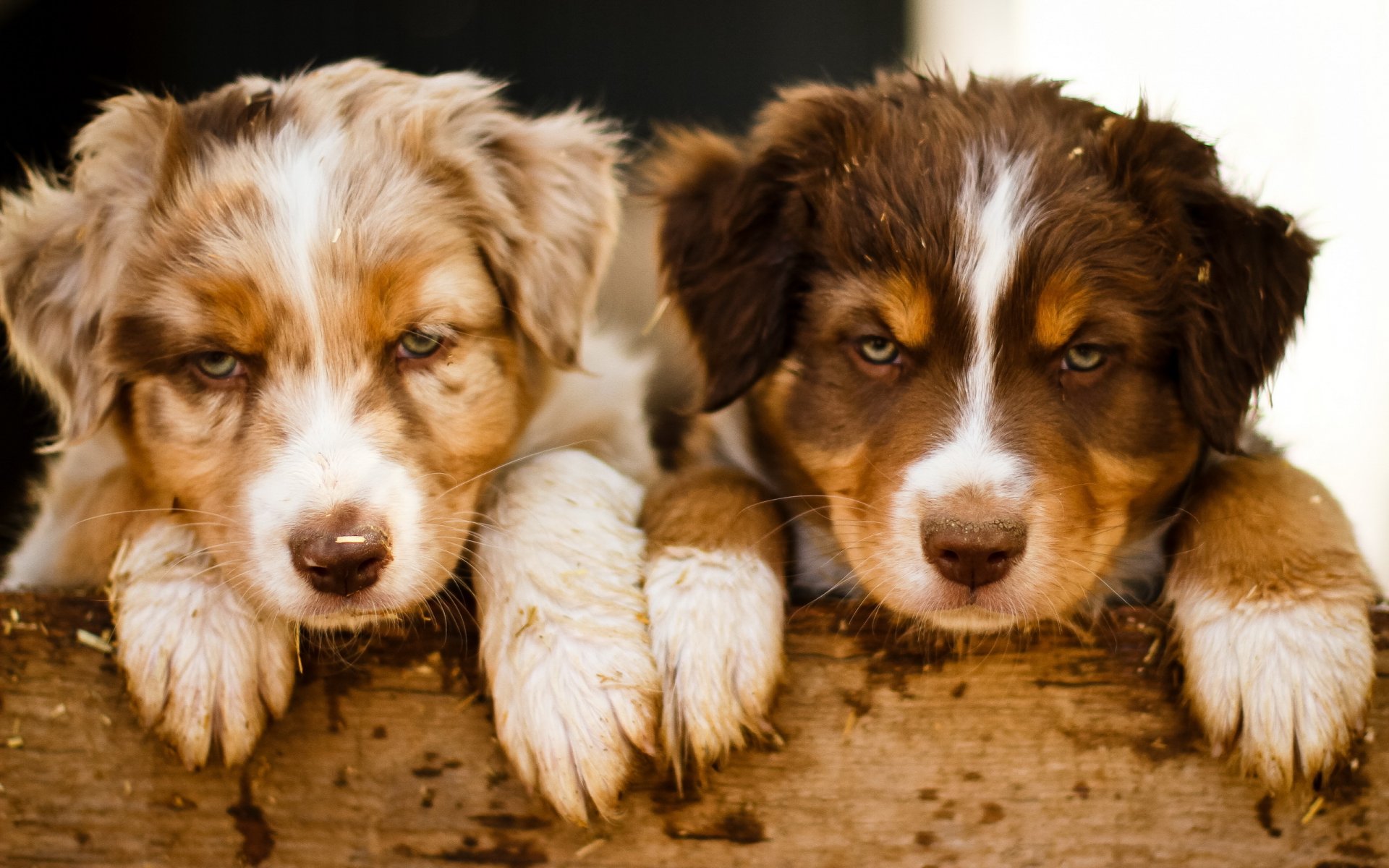 perros cachorros fondo