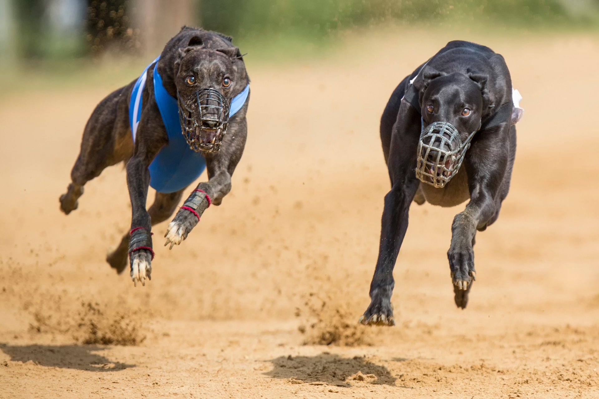 dos perros bozales correr