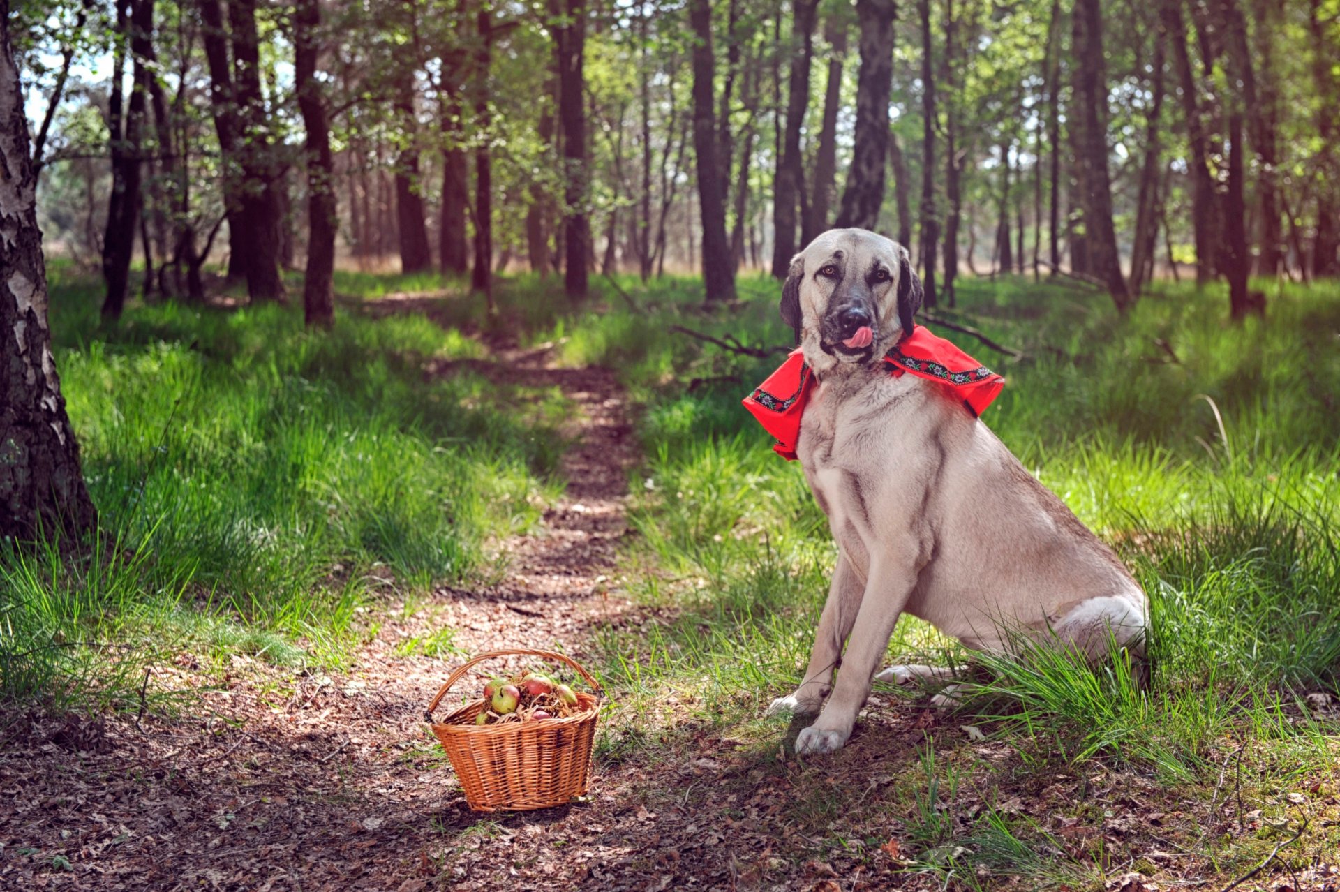 forêt chemin chien panier