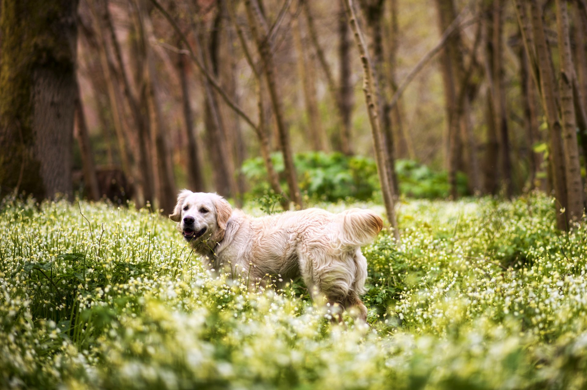 hund retriever wald gras blumen bäume