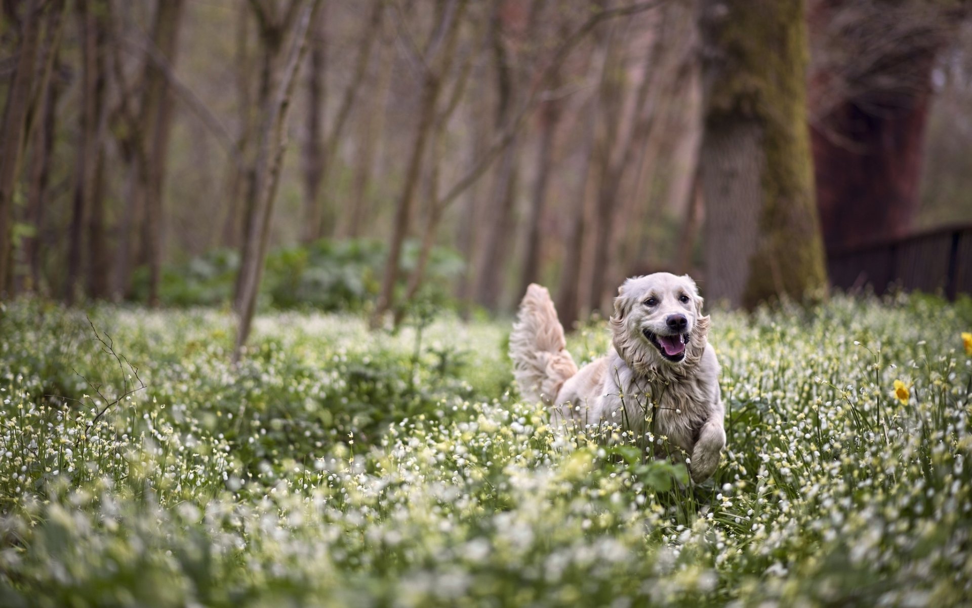 forest flower spring happiness walk