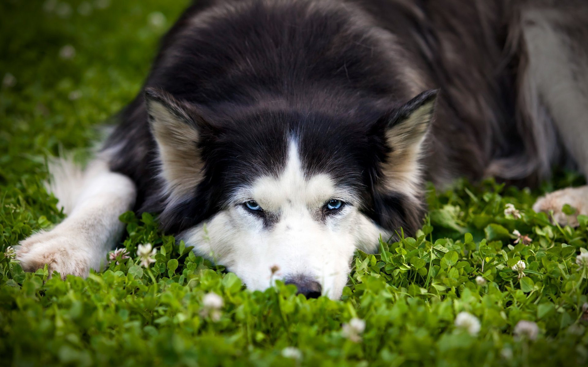 hund blick freund