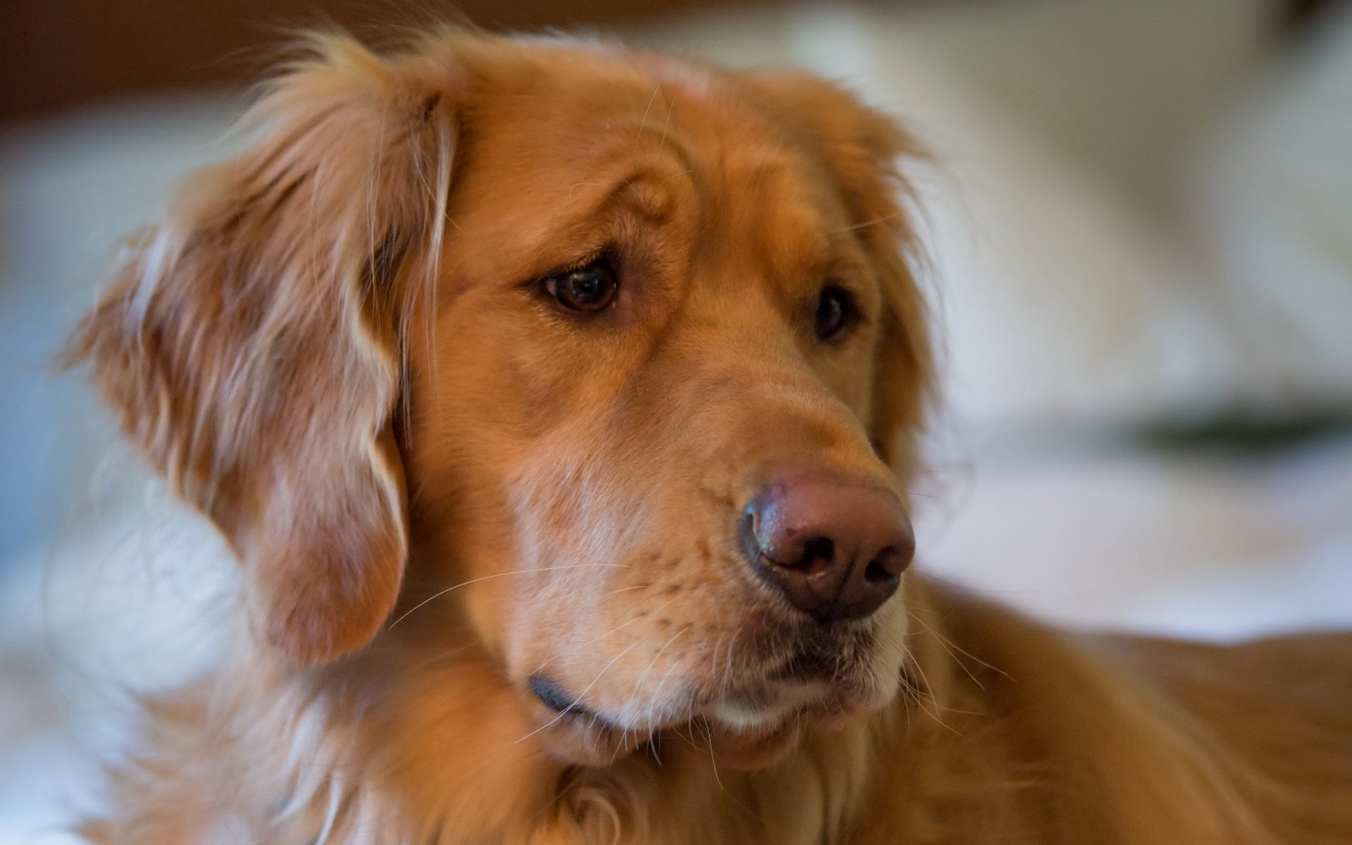 chien ami regard