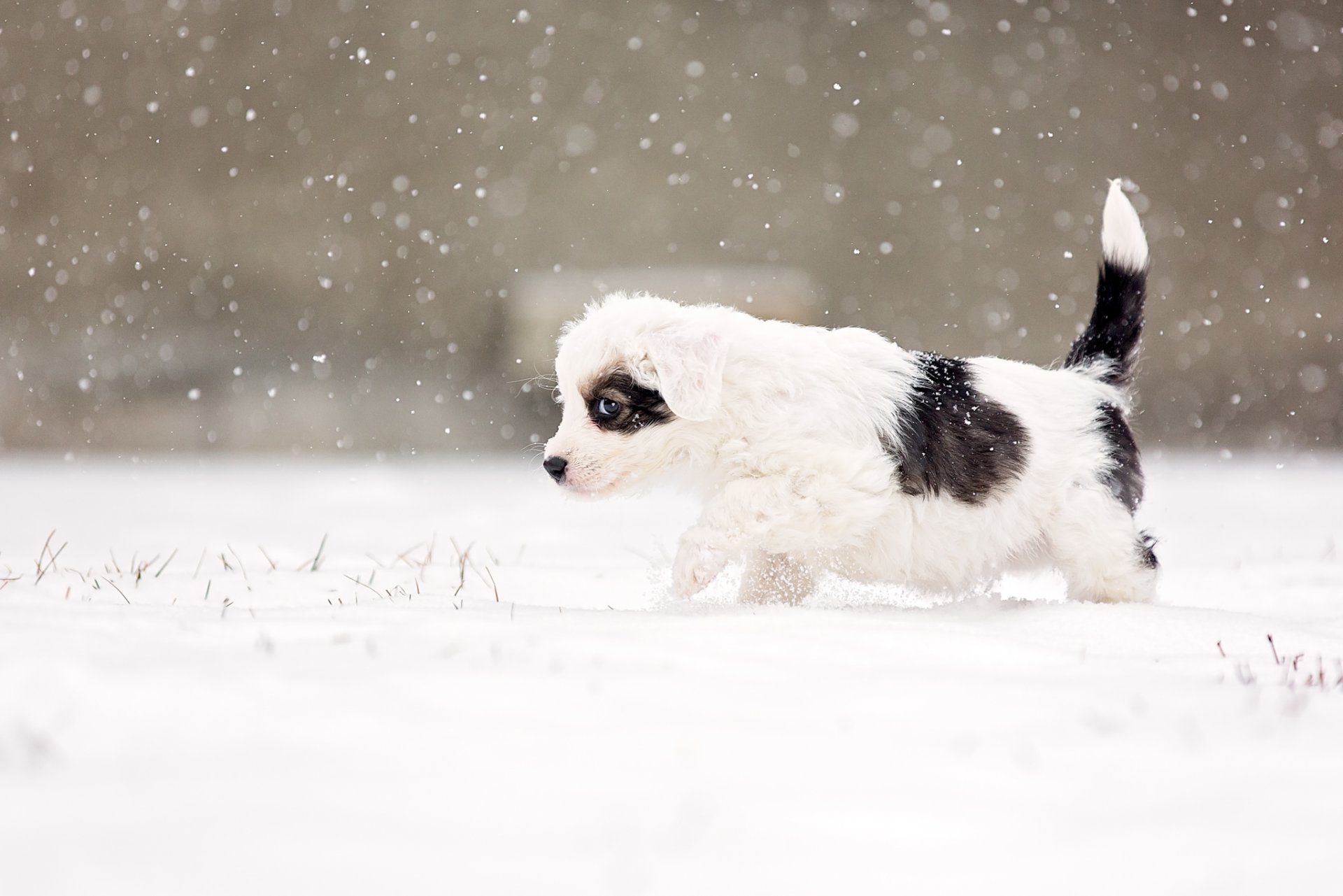 dog eye suspicious alert snow