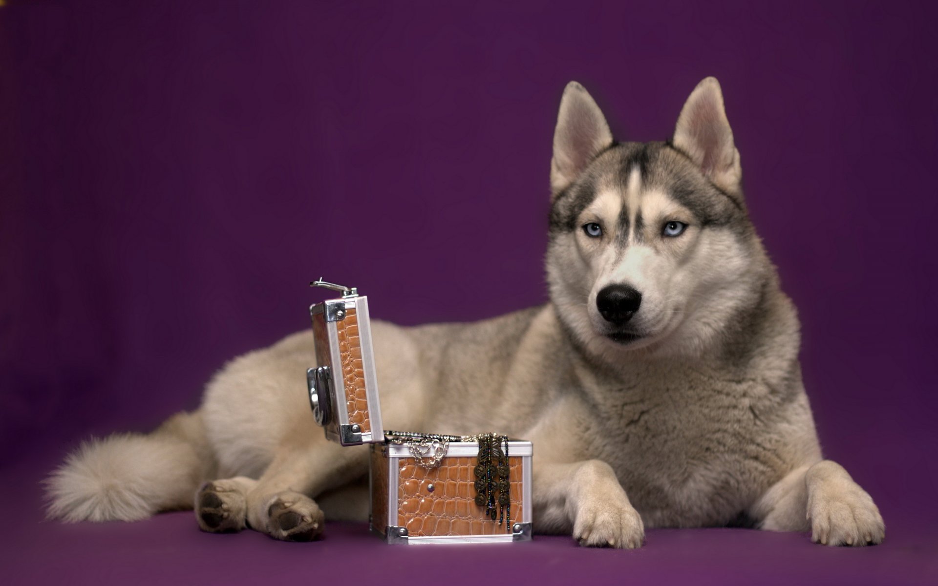 perro husky ataúd