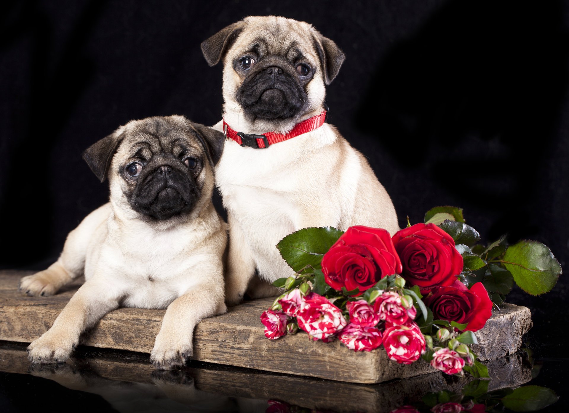 hunde möpse rosen blumen