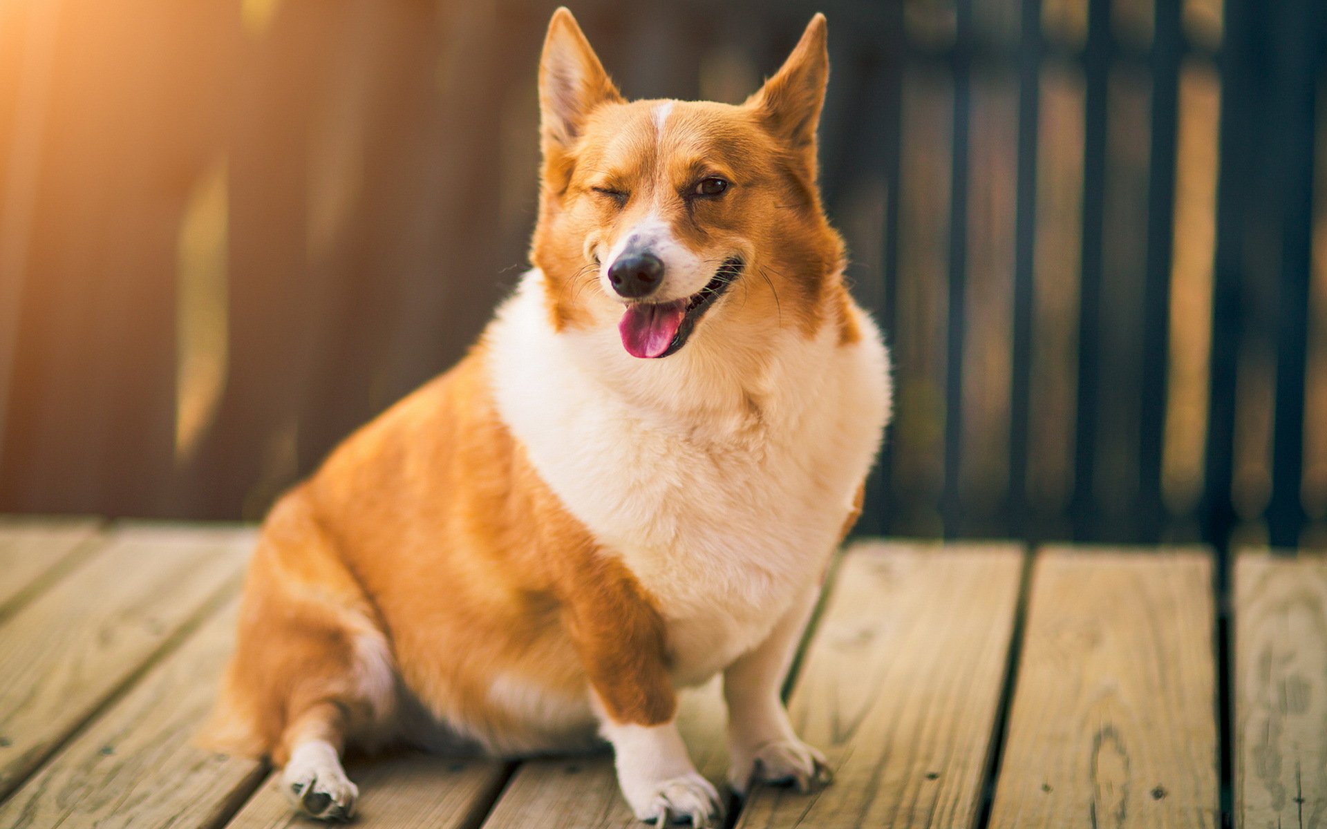 hund blick freund