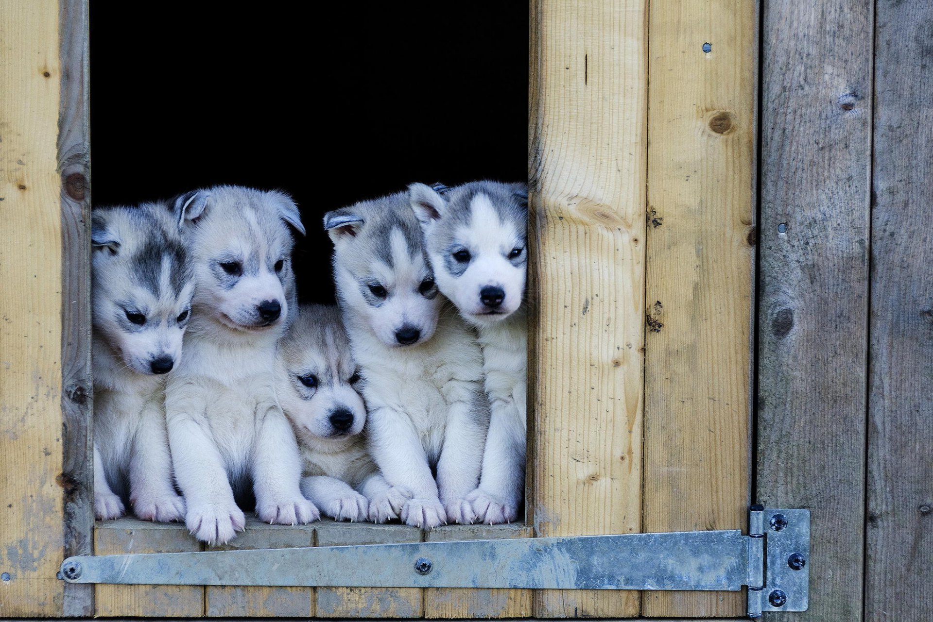 szczenięta husky psy