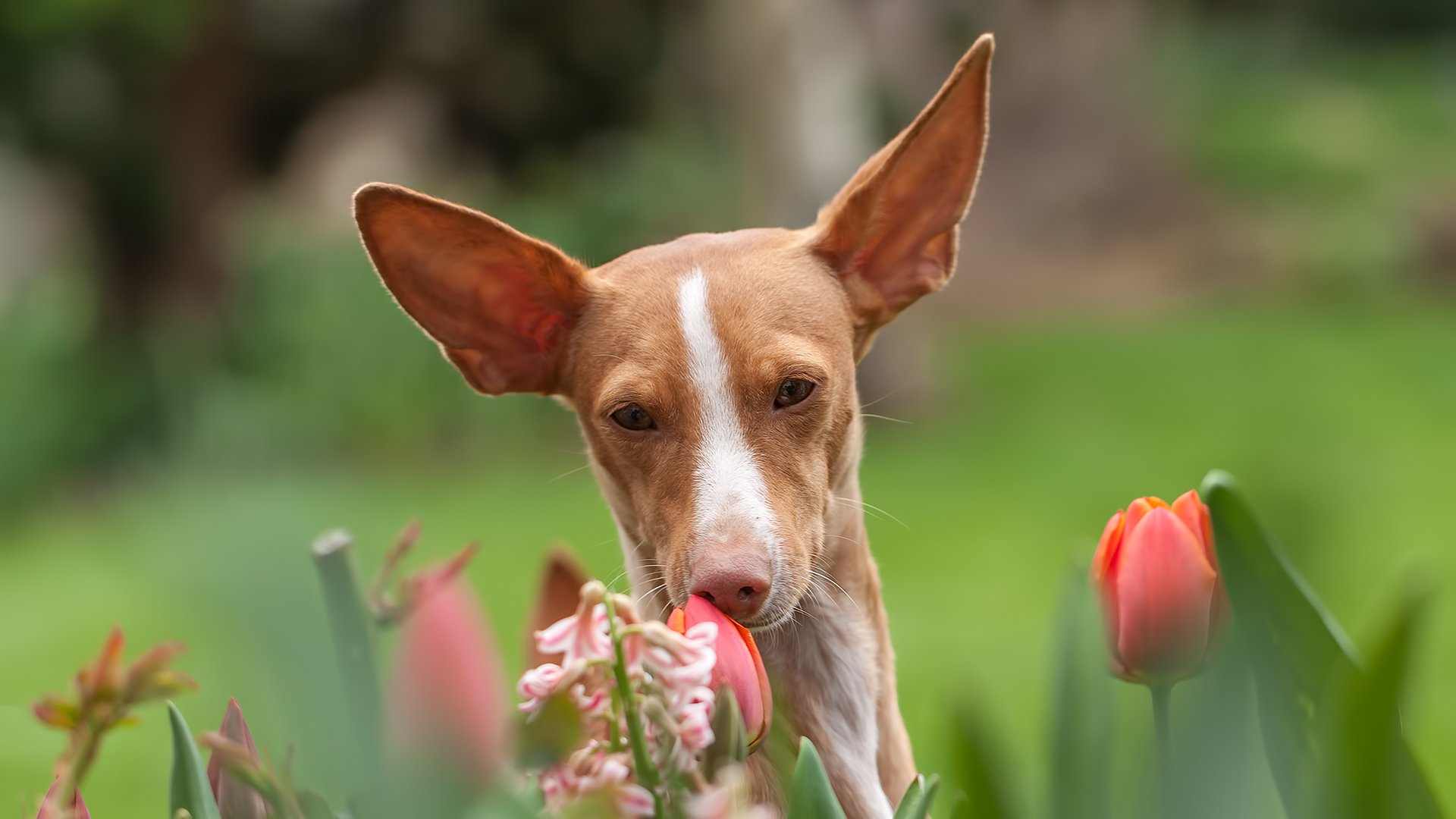 perro mirada amigo flores