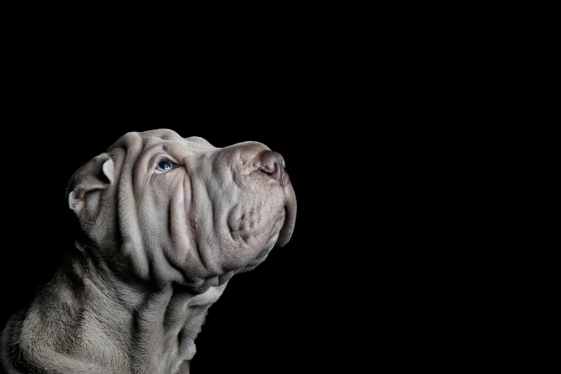 hunde im studio freund hintergrund blick